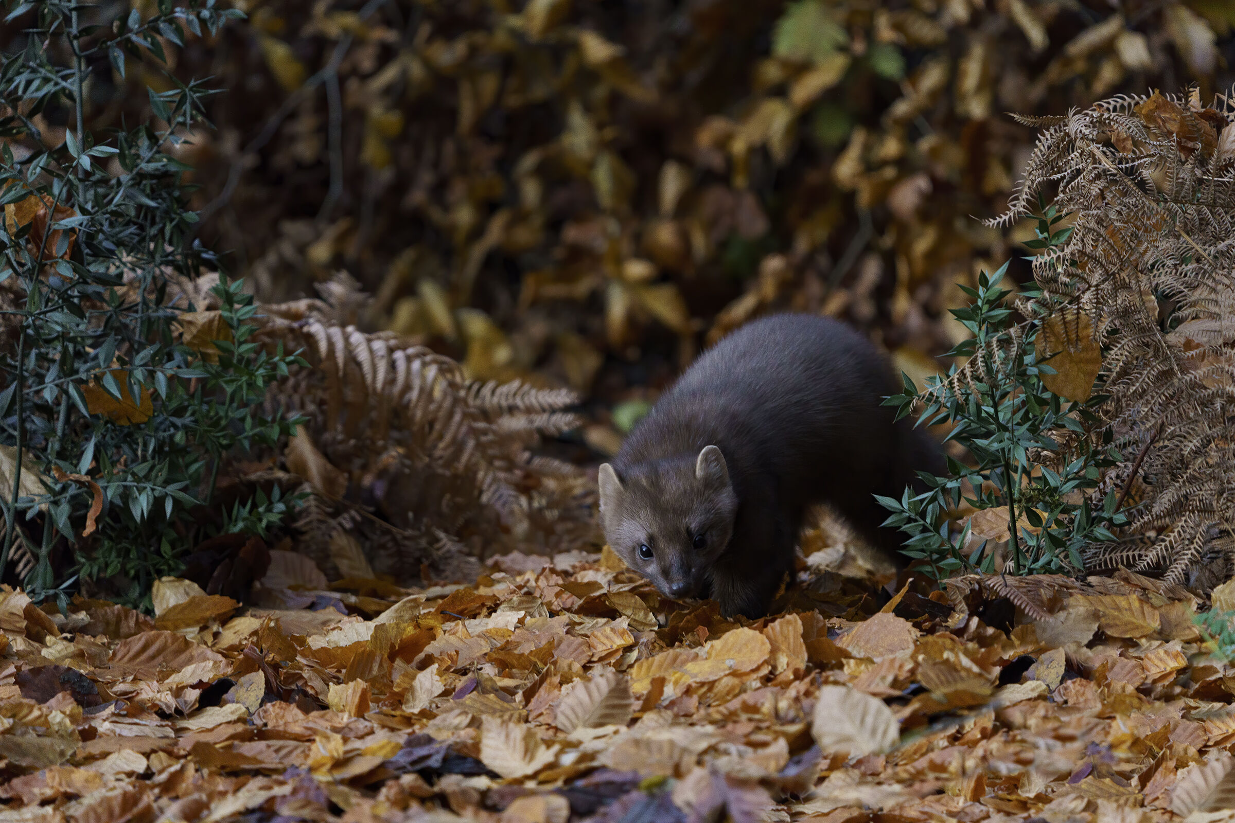 Marten Tuscan-Emilian Apennines