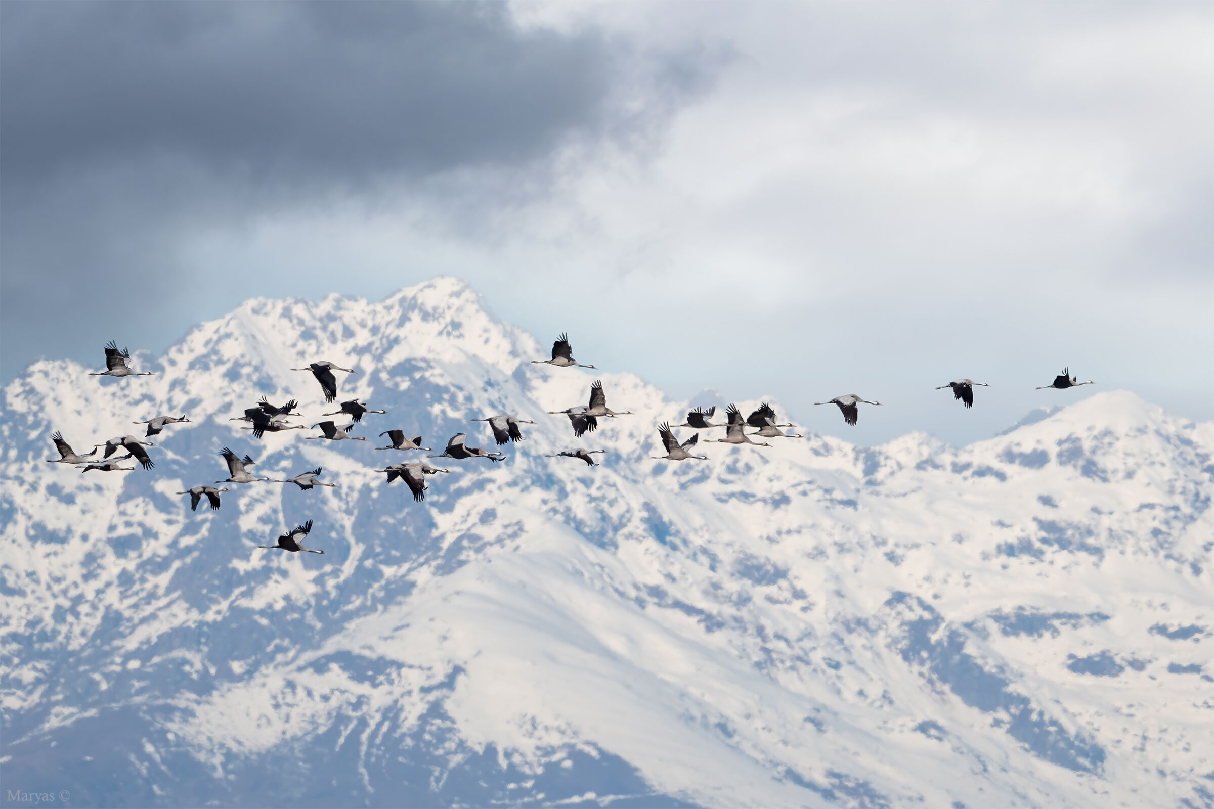 The arrows of the north