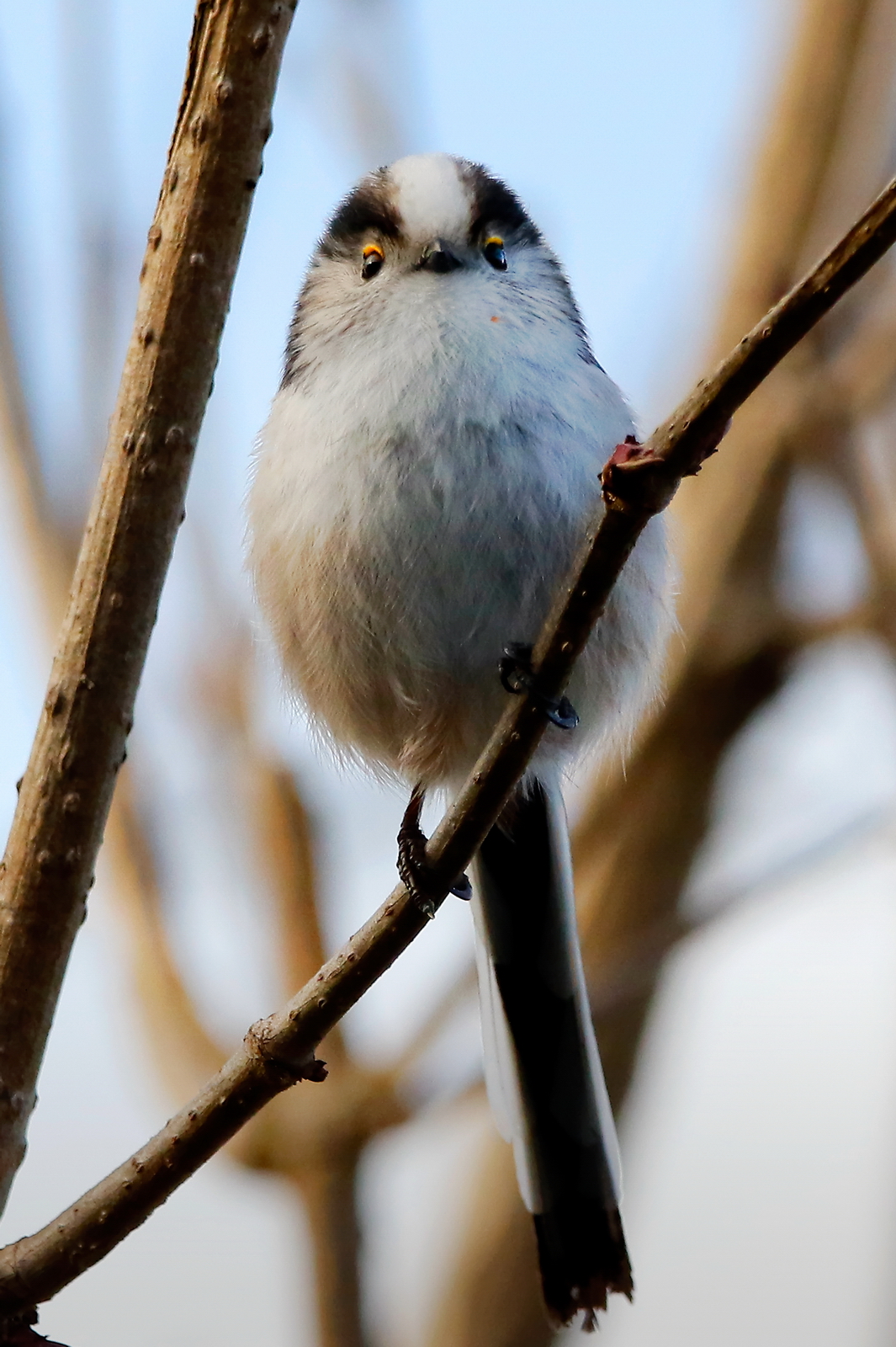 Long-tailed Tit - Aegithalos caudatus