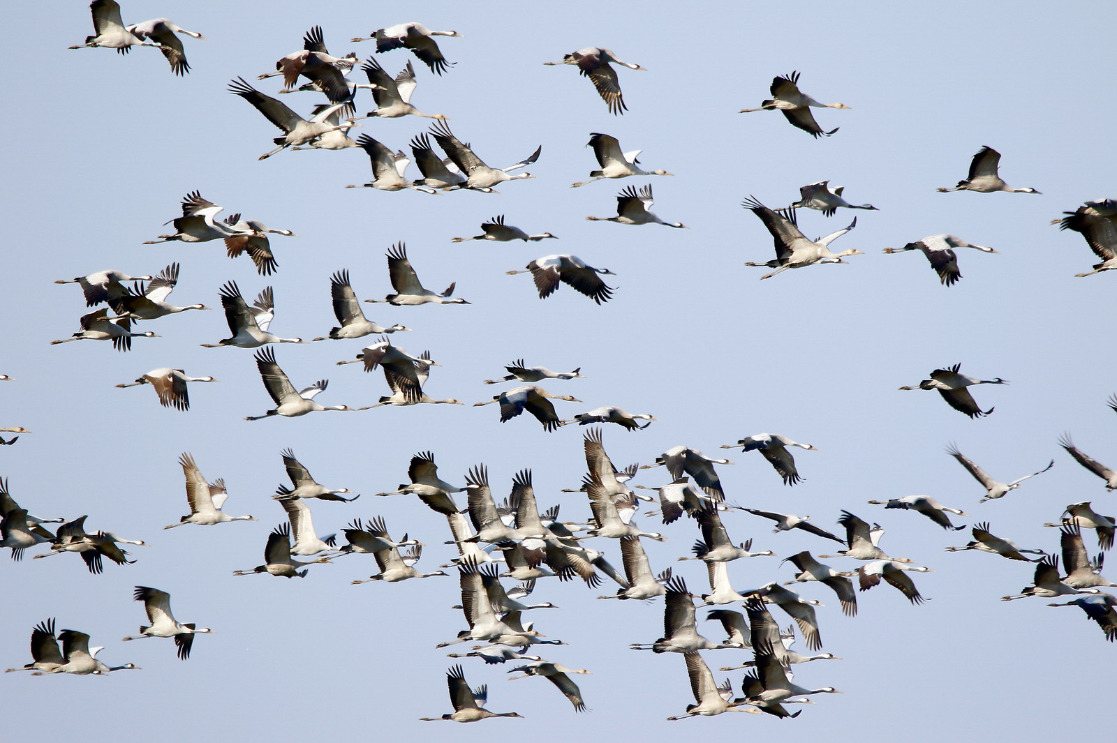 Crane - Grus grus