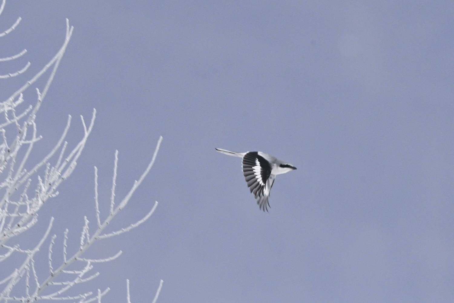 Winter flight