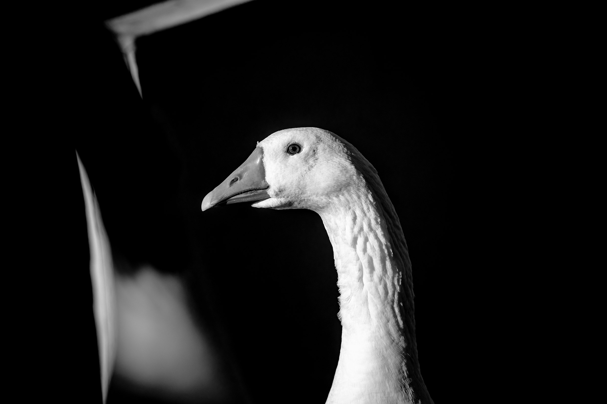 Goose