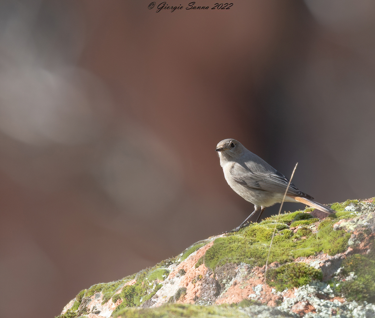 Black redstart