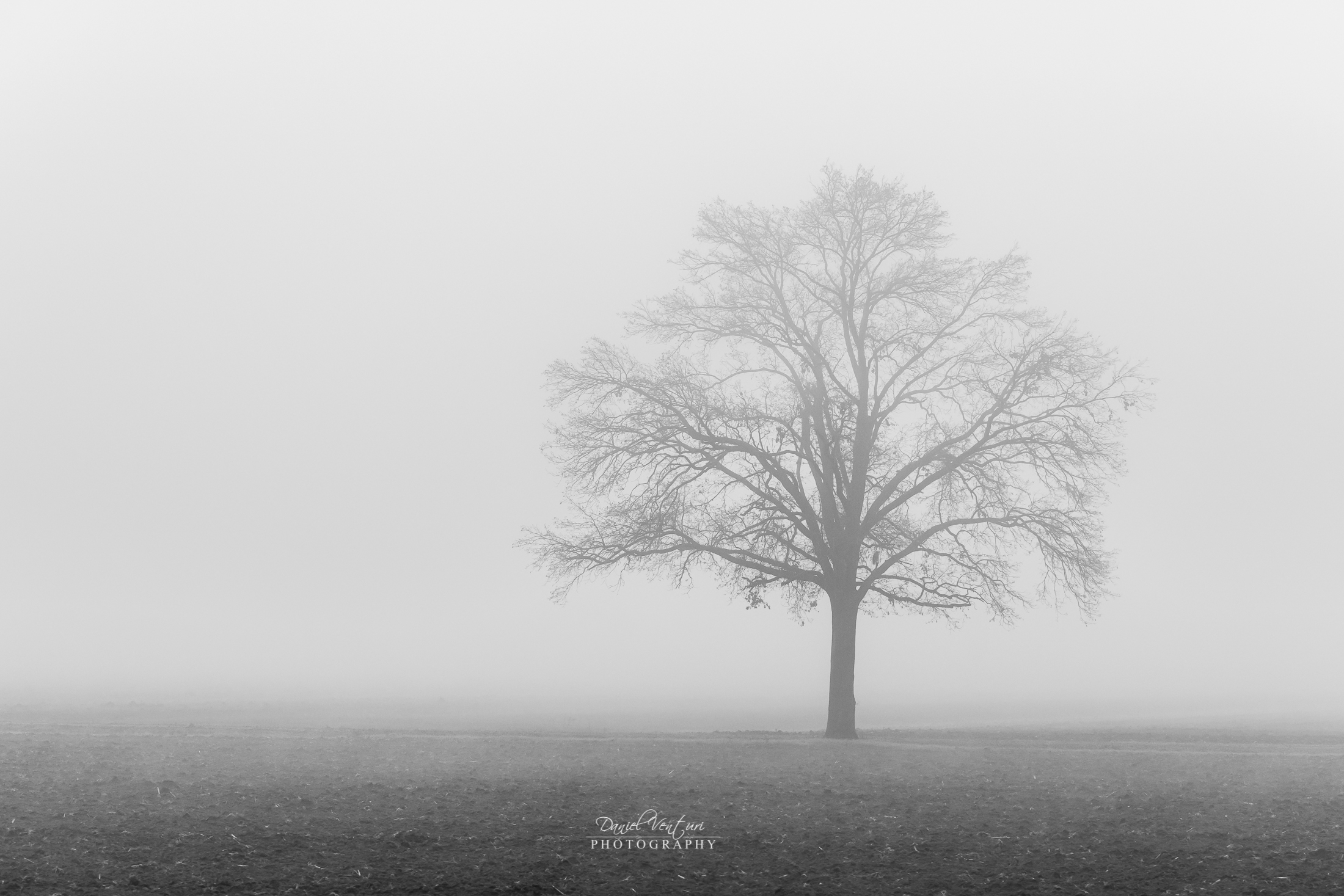 Nella nebbia