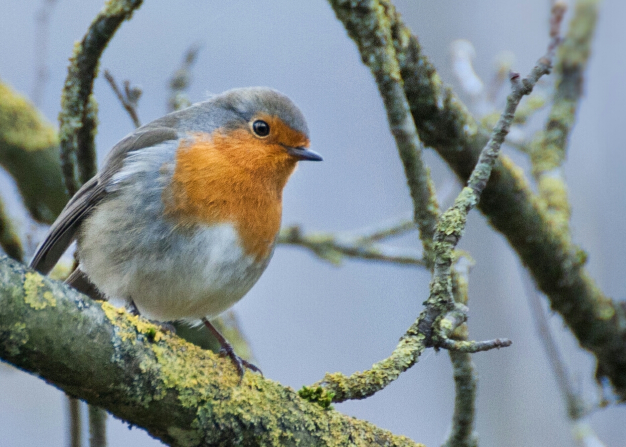 Robin posing