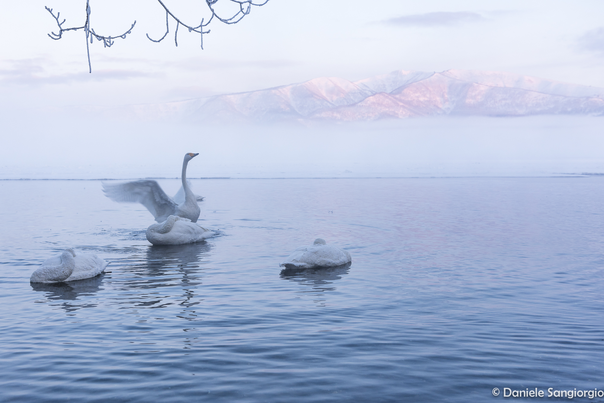 Swans at dawn