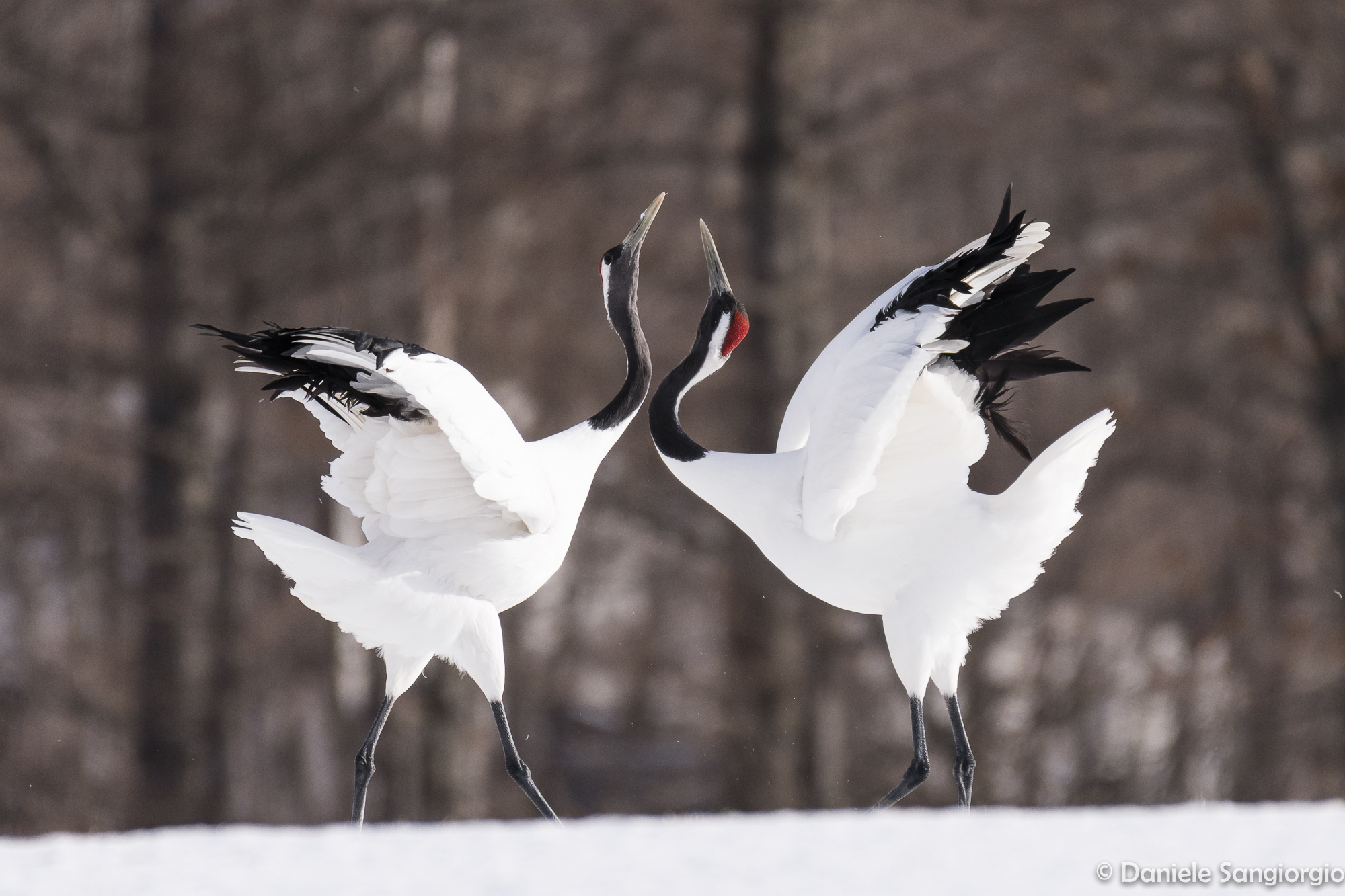 The courting of cranes