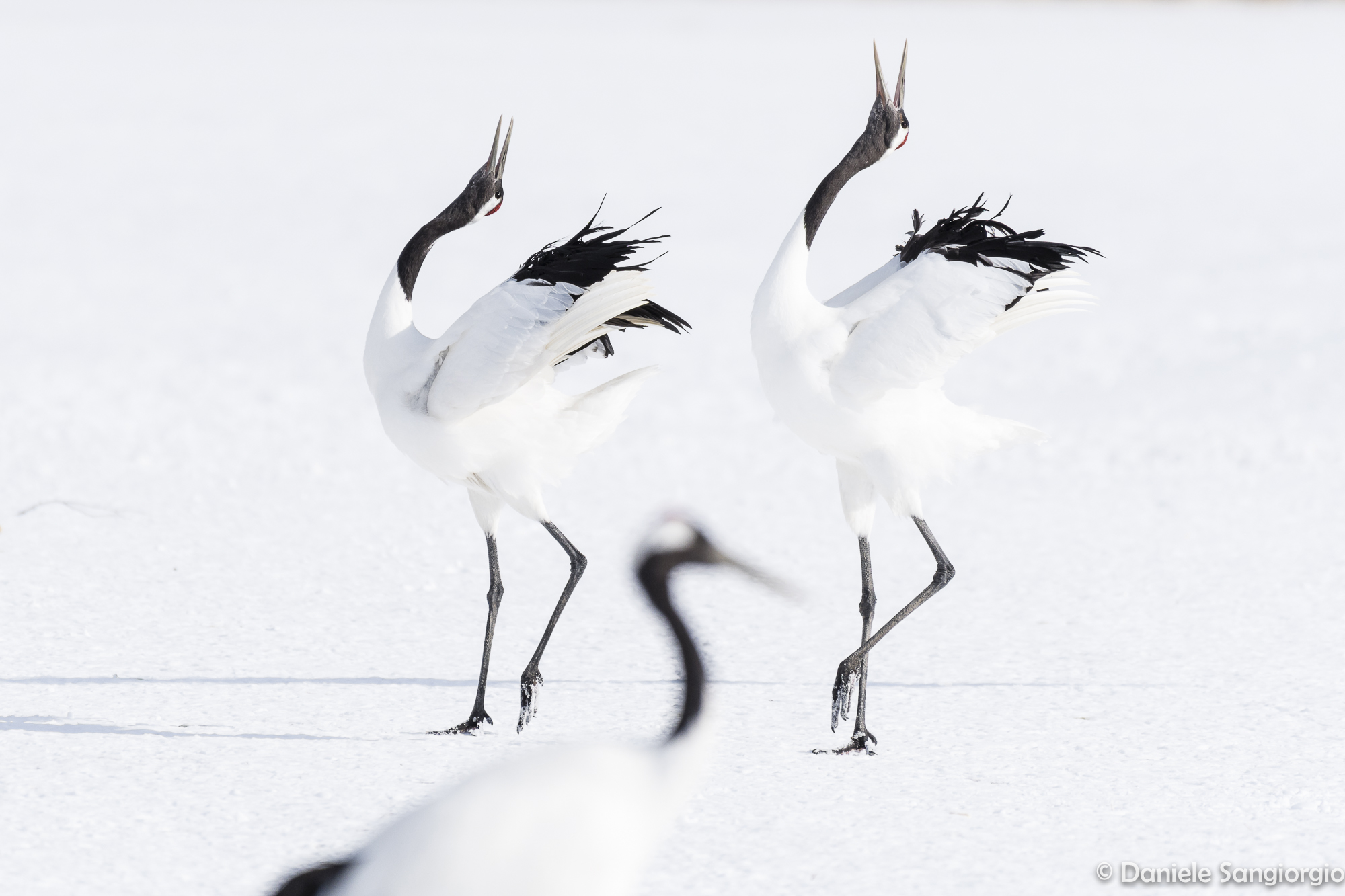 The singing of cranes