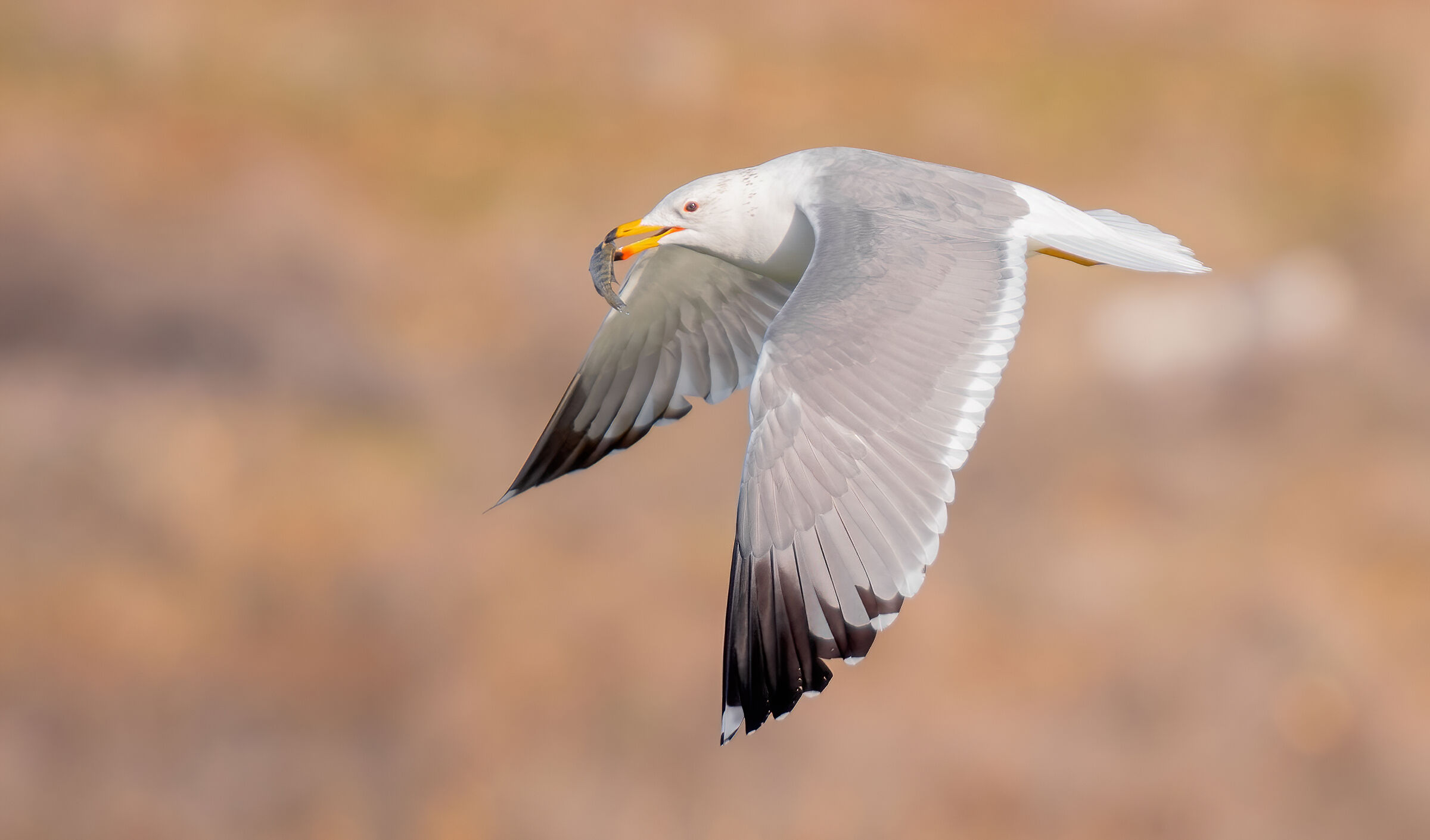 larus armenicus