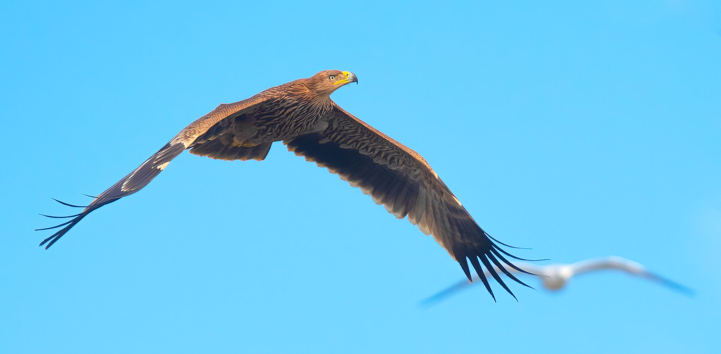 aquila imperiale (juv)