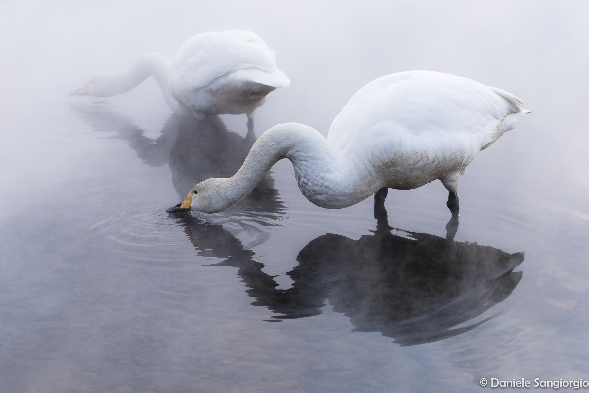 Thirsty swans