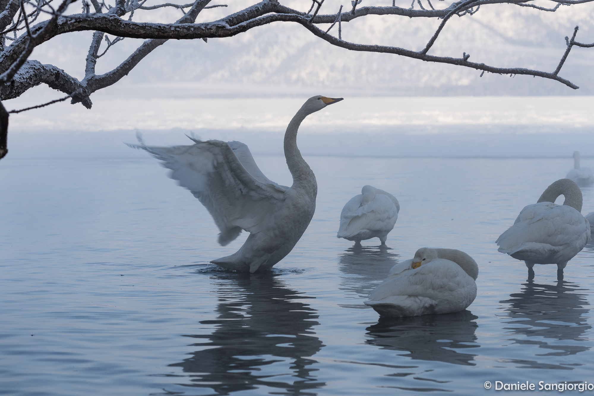 The flight of the swan
