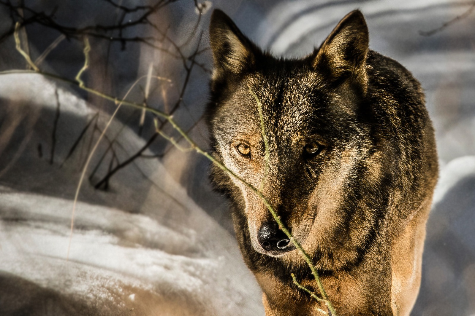 Lupo appennino italiano