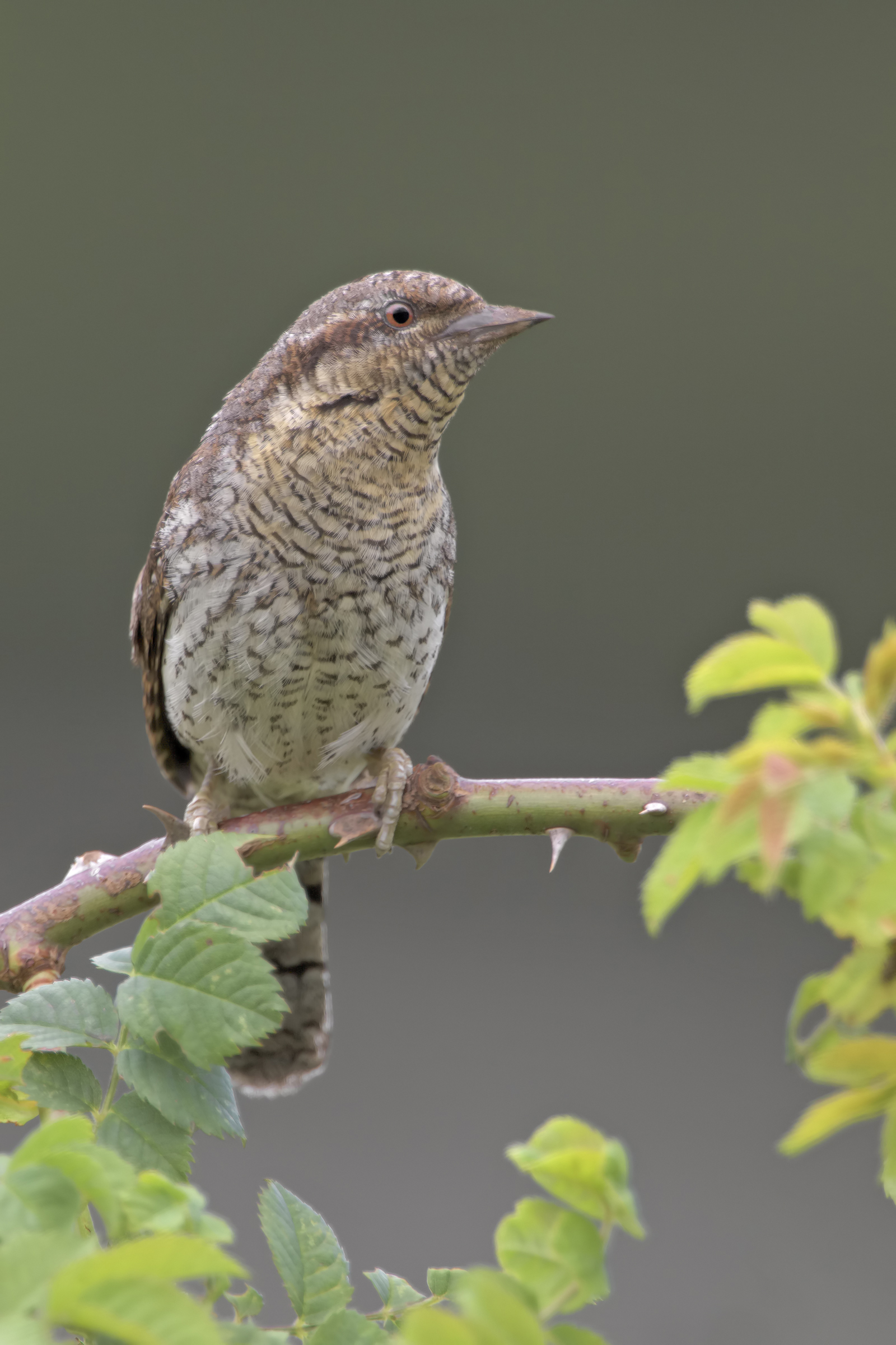 Wryneck
