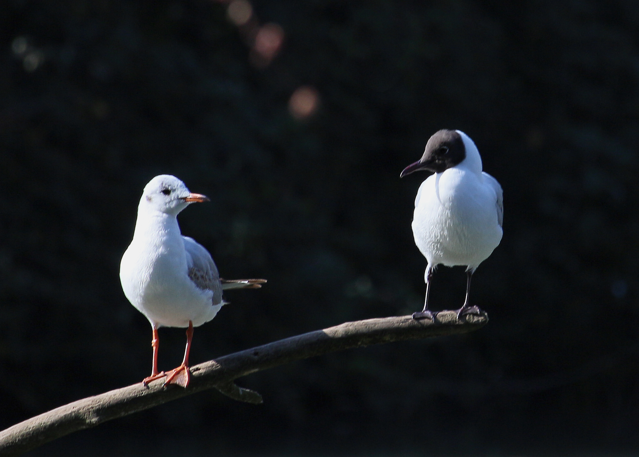 Black head, white head...