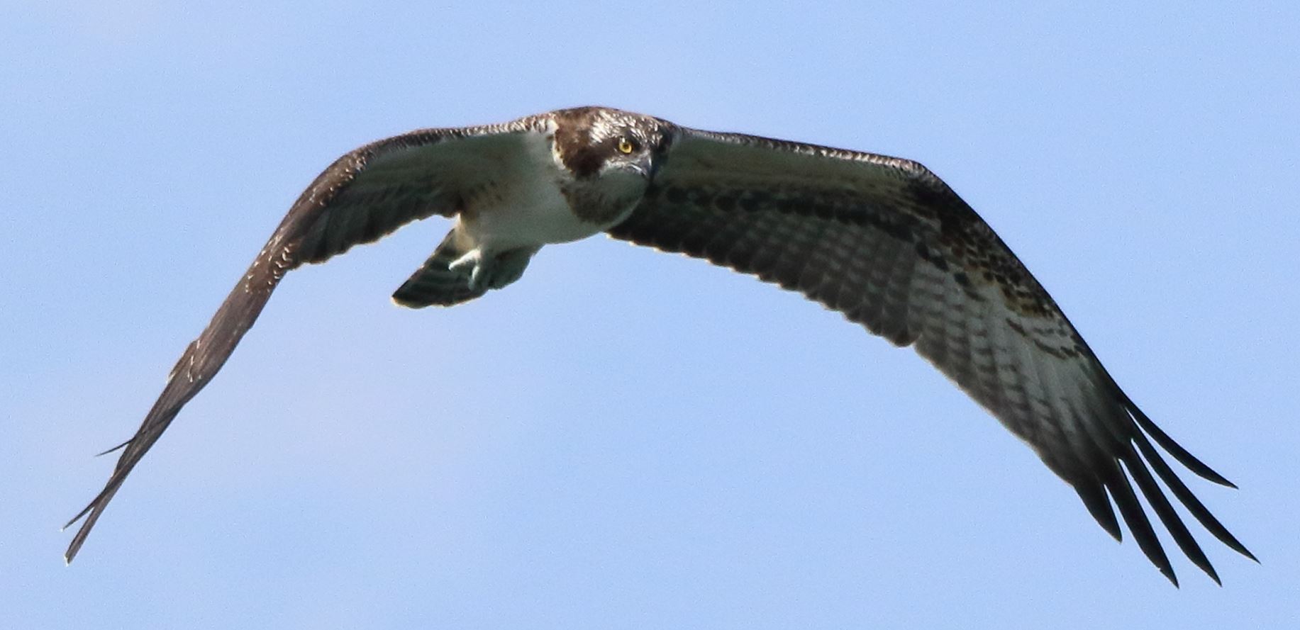osprey