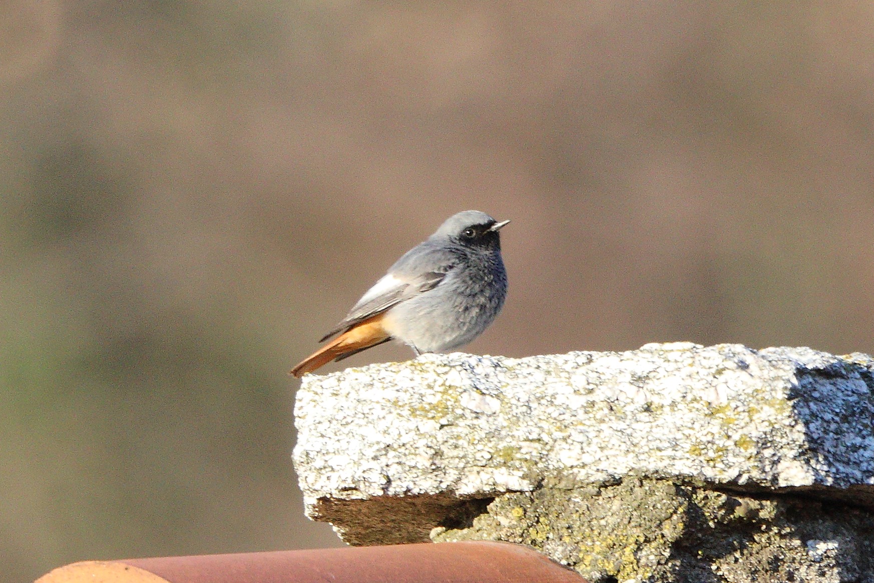 redstart 06-01-2022