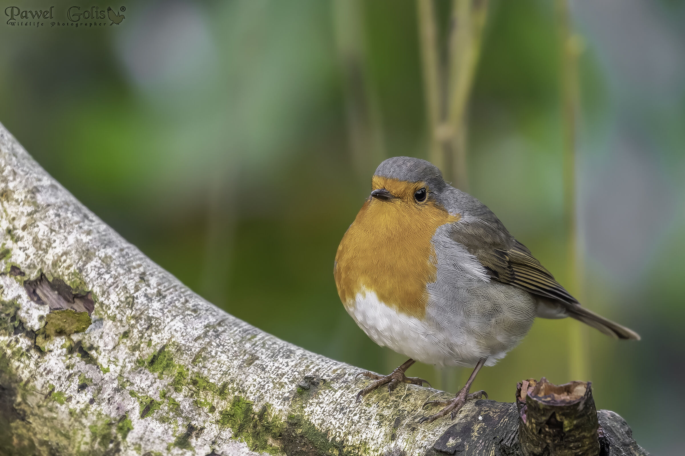 Pettirosso europeo (Erithacus rubecula)