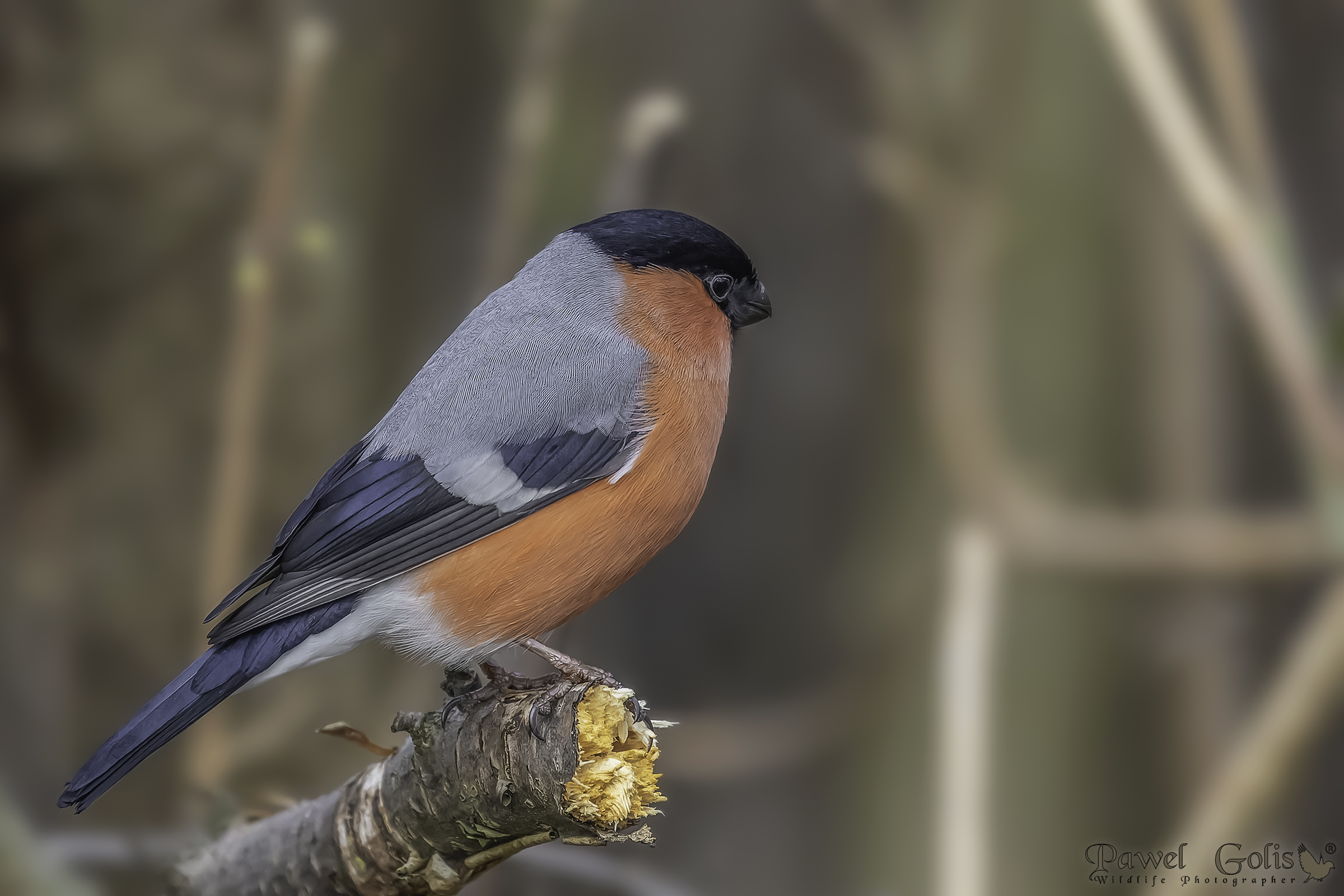 Ciuffolotto eurasiatico (Pyrrhula pyrrhula)