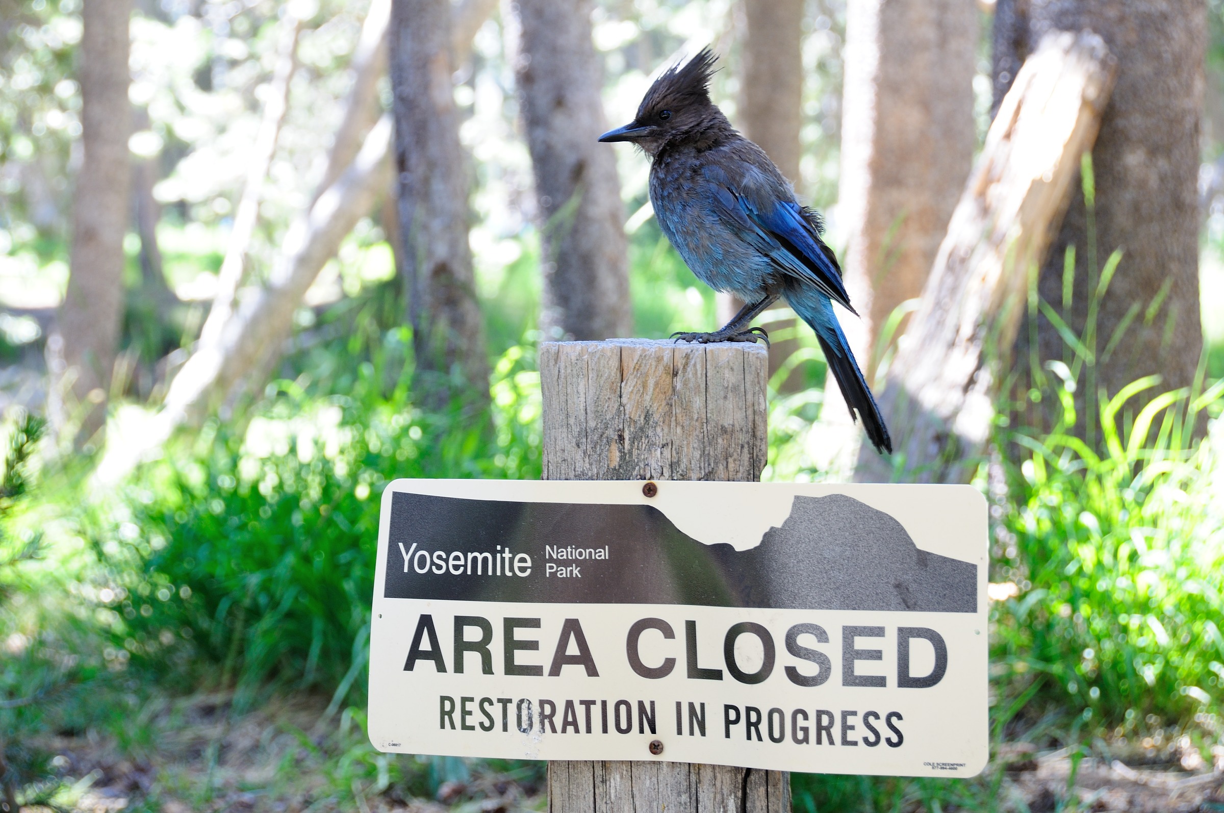 Il vero woody woodpecker