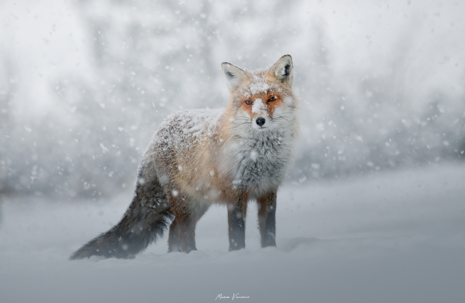 Under a beautiful snowfall