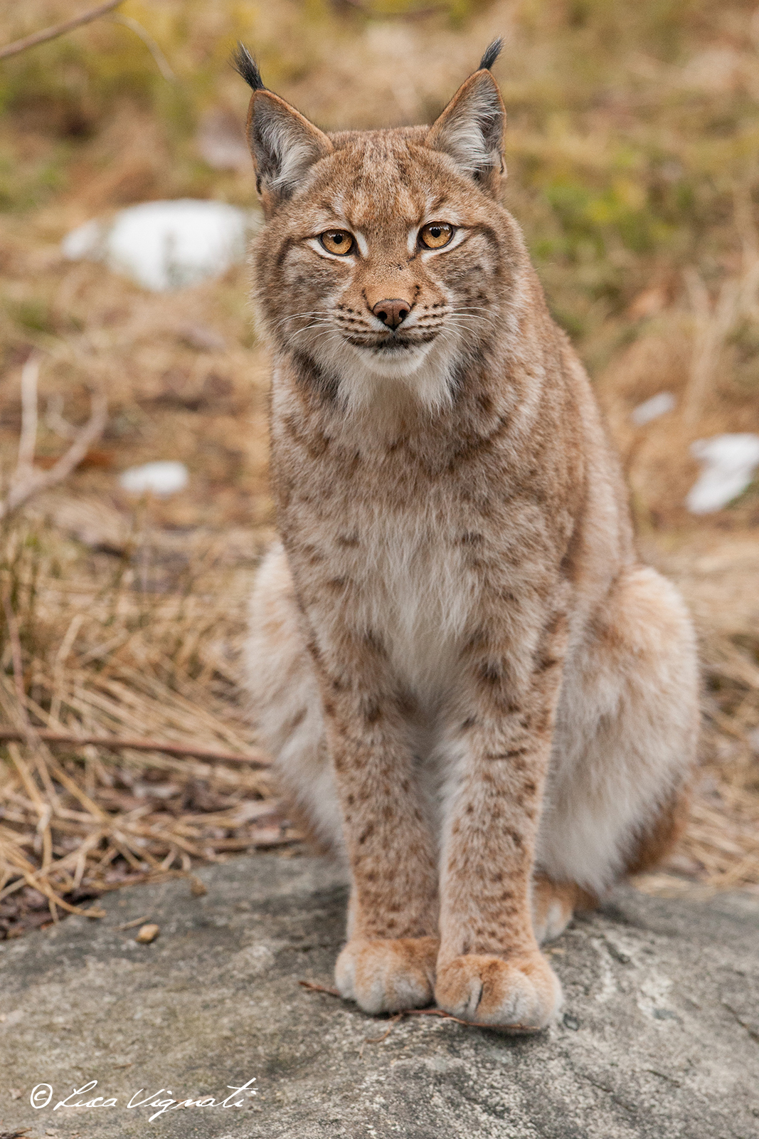 lynx!