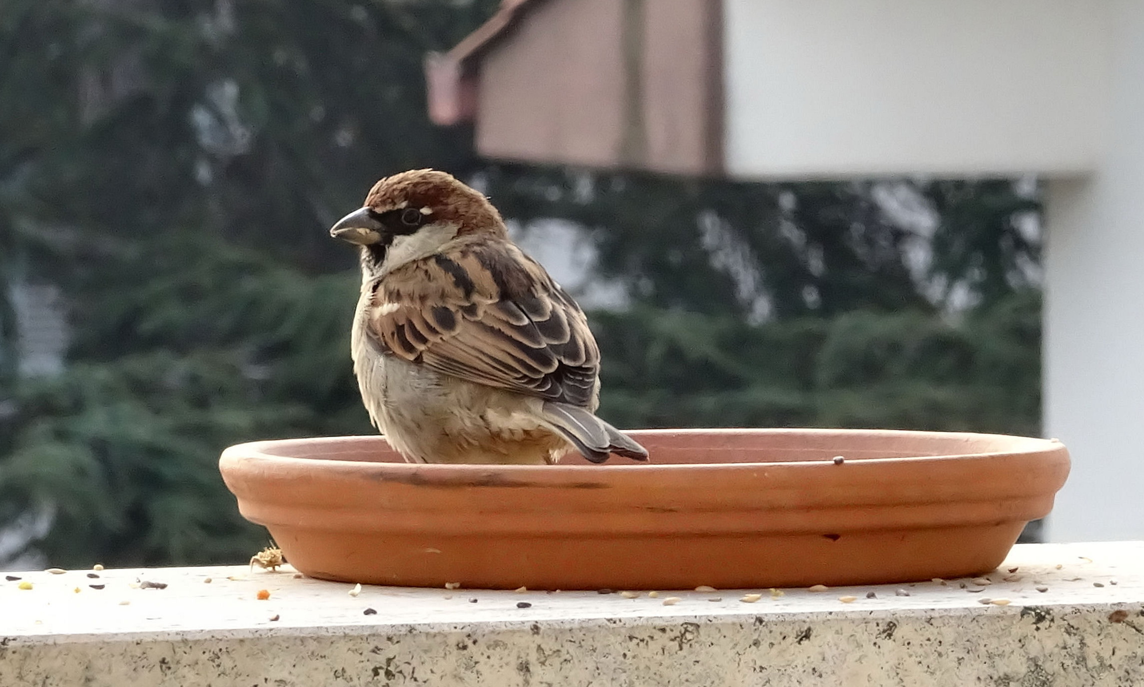 Maurizio's Restaurant for Birds