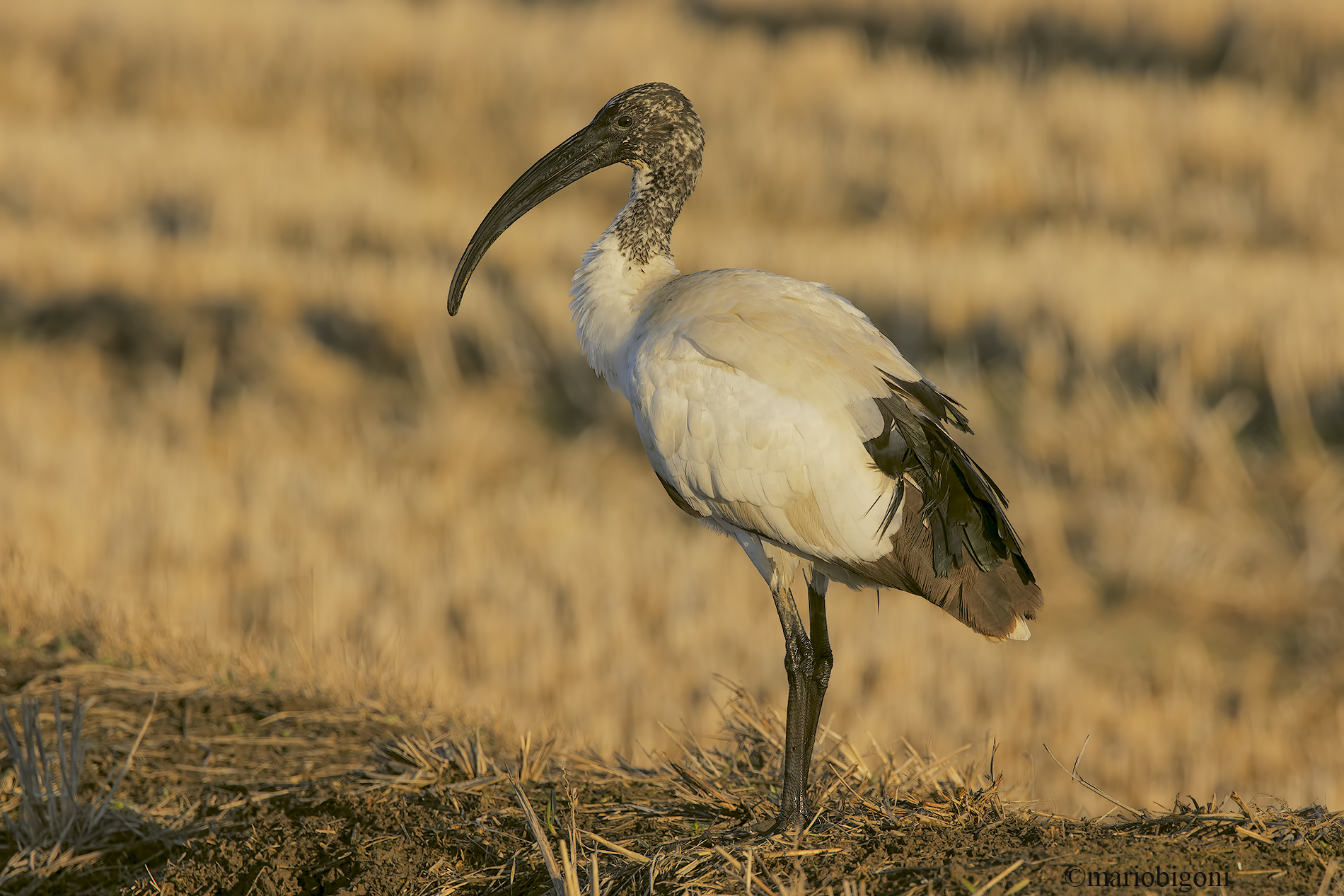 Ibis sacro
