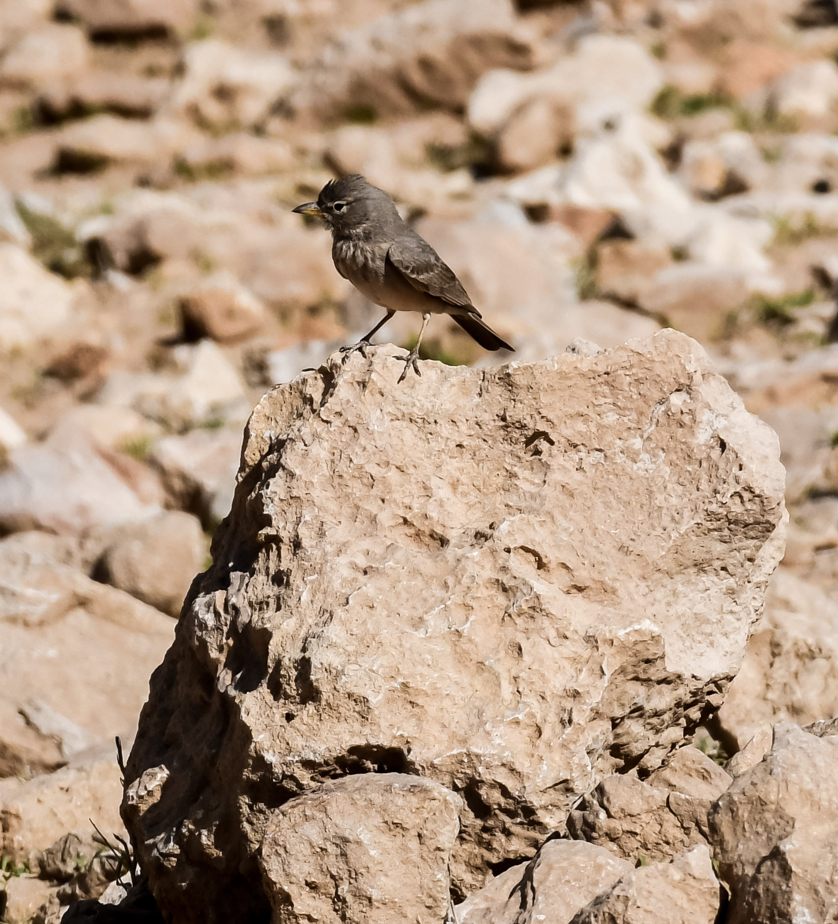 Allodola del Deserto