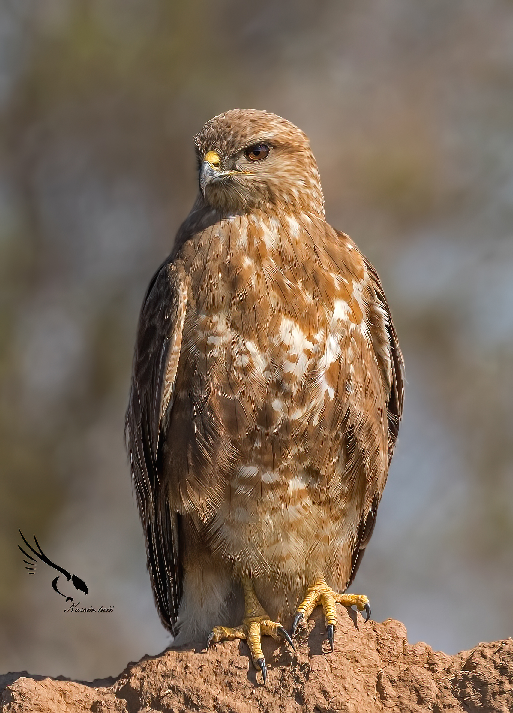 Common buzzard