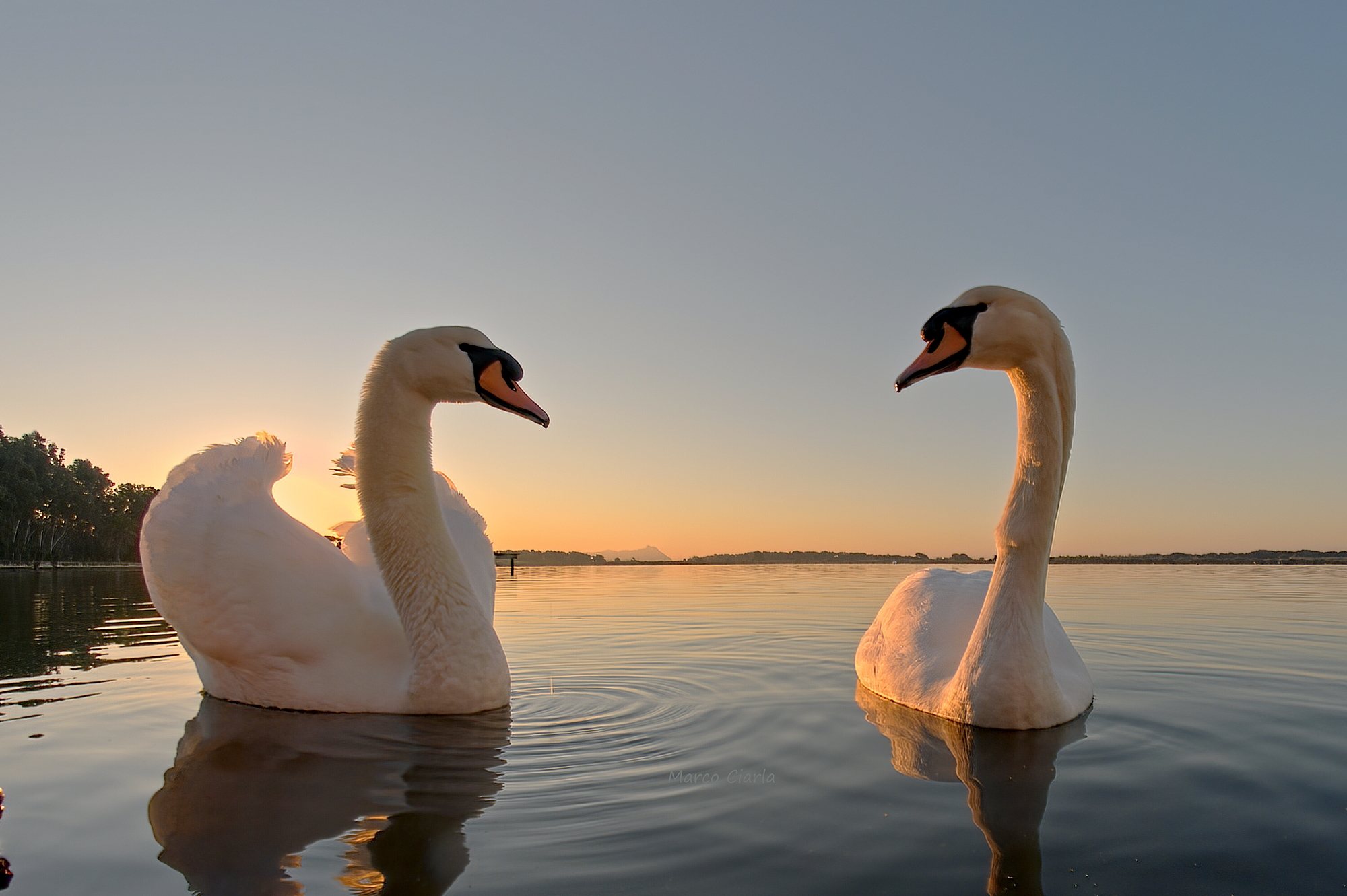 Royal swan (Cygnus olor )
