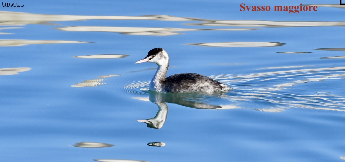 Great grebe 1