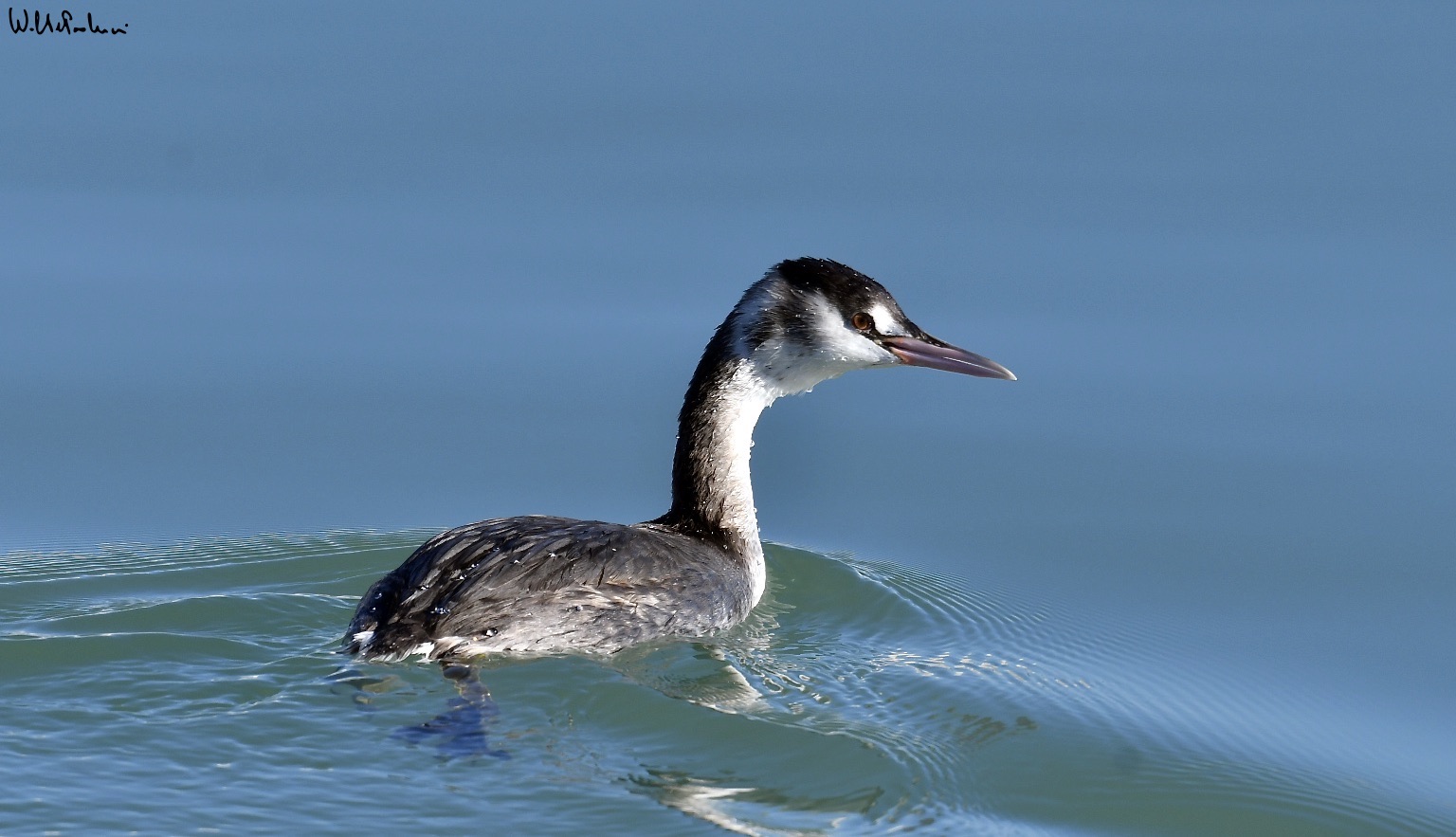 Great grebe 2