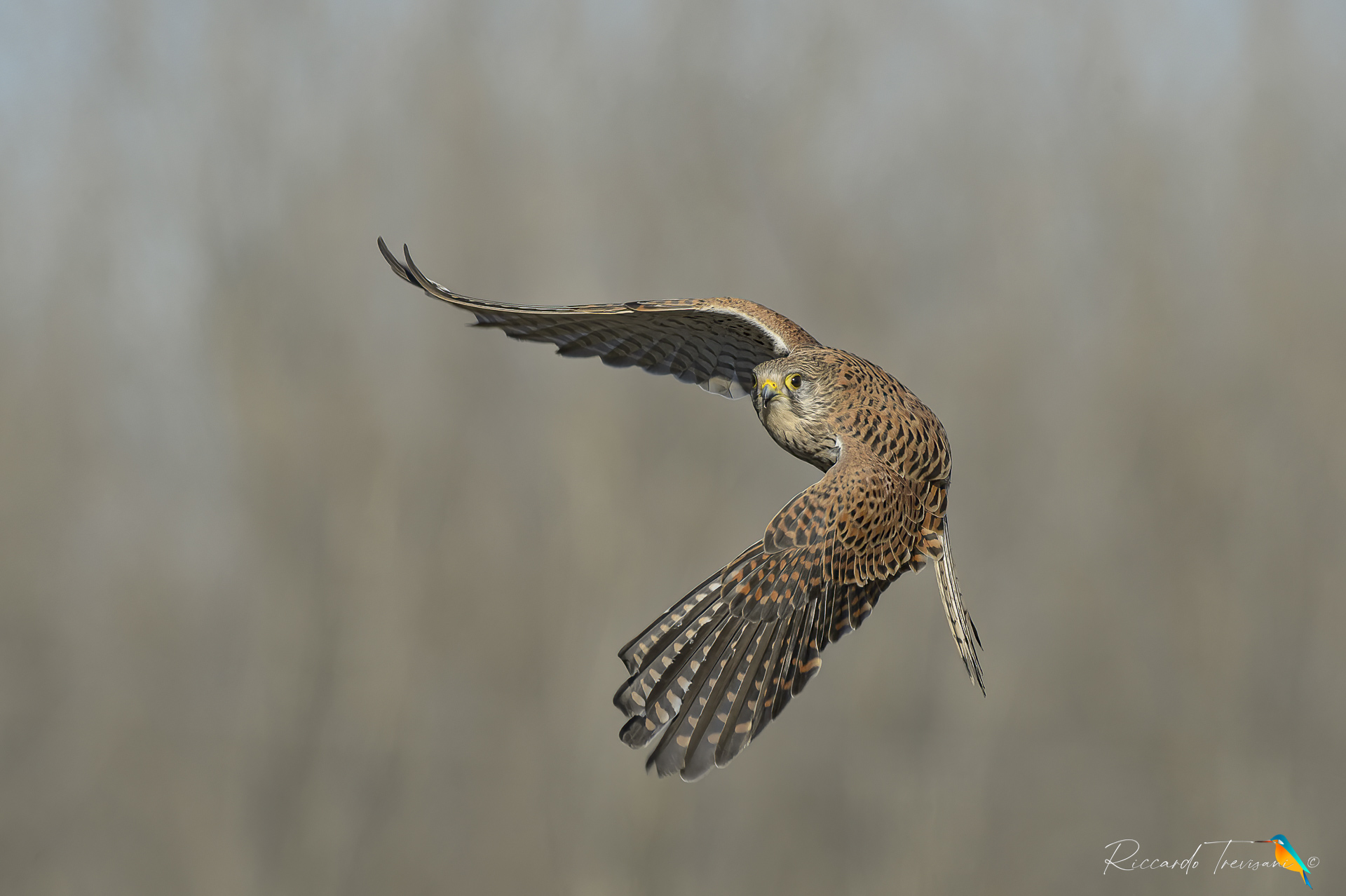 flying kestrel