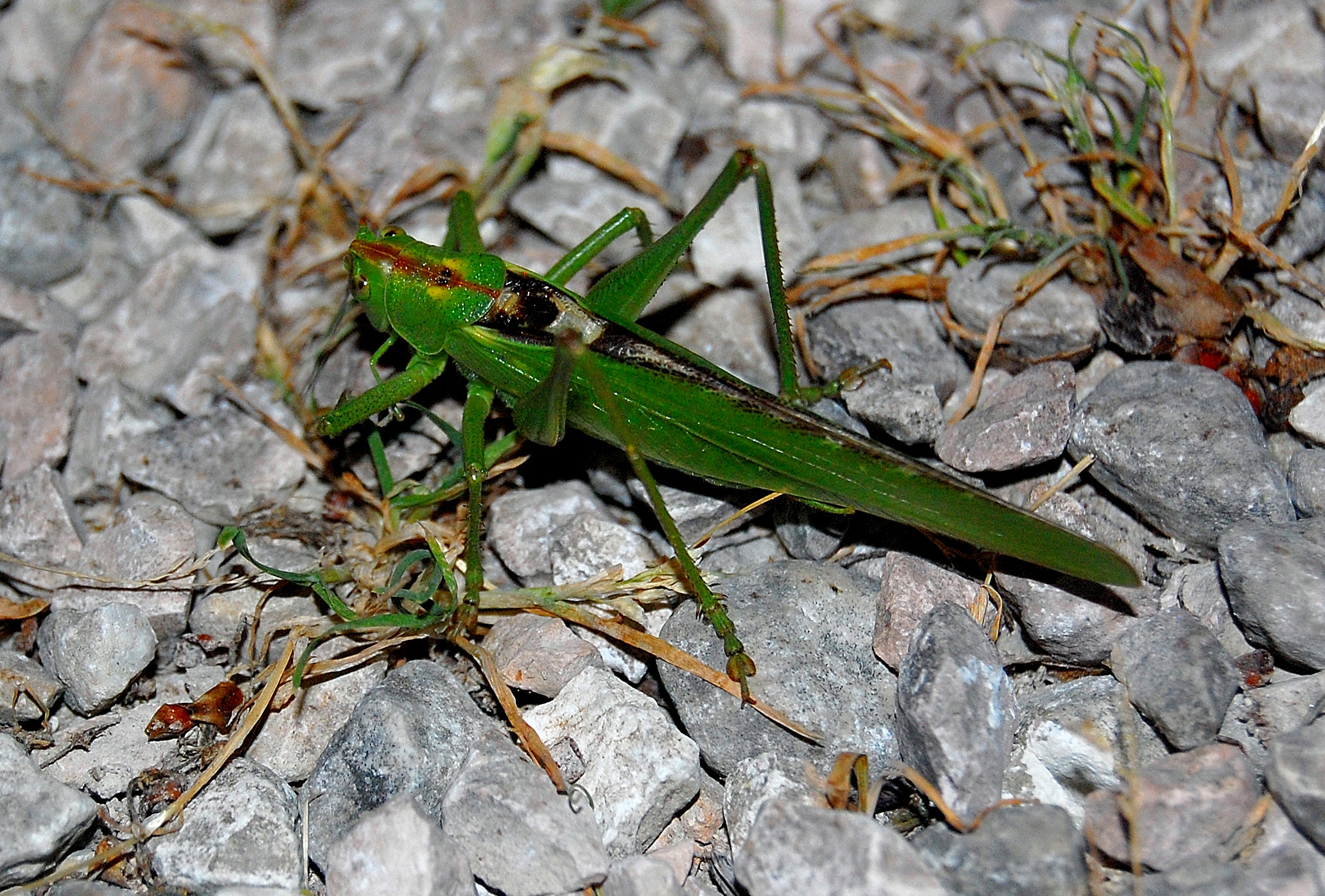 Tettigonia viridissima, al secolo, Cavalletta verde
