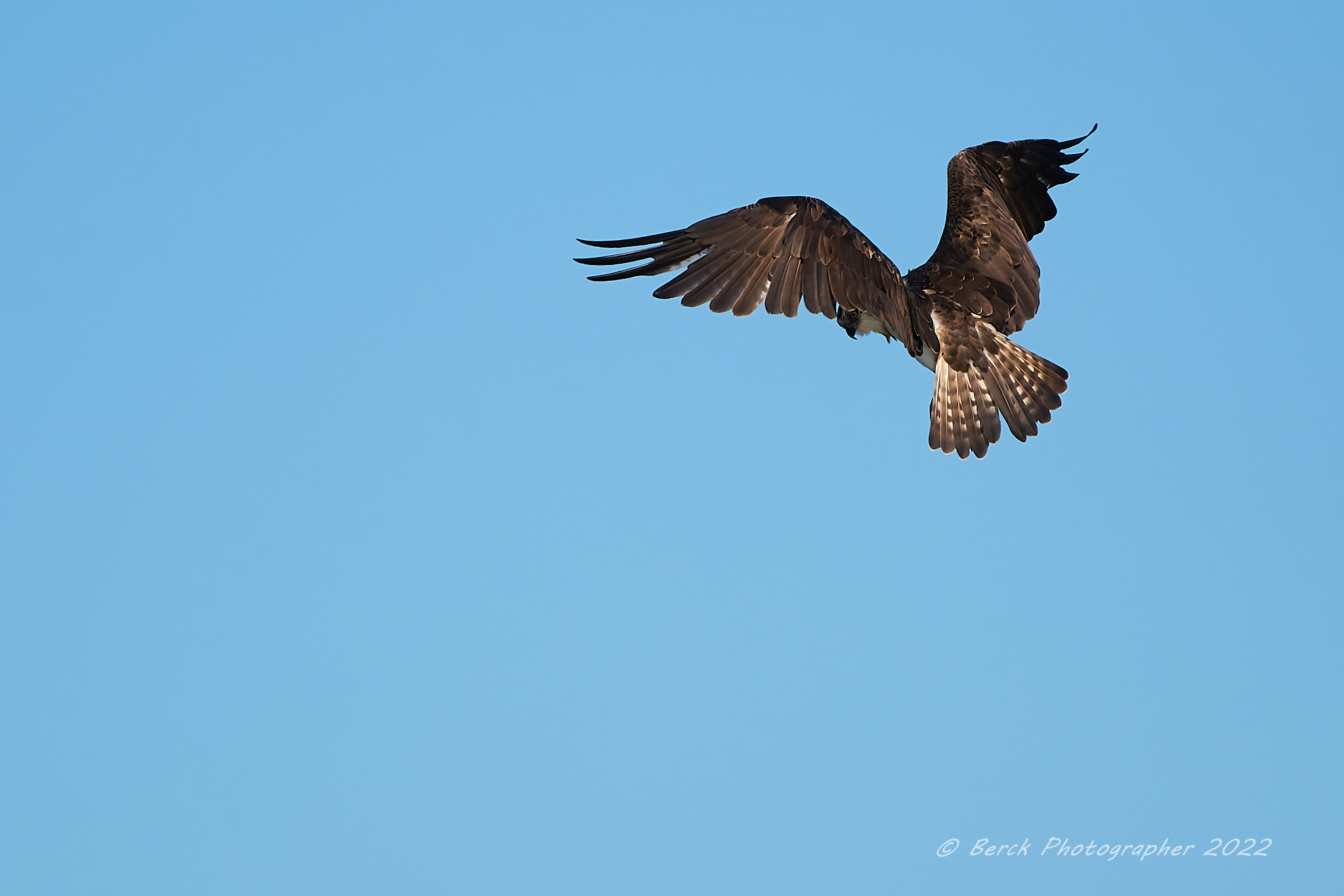 Osprey