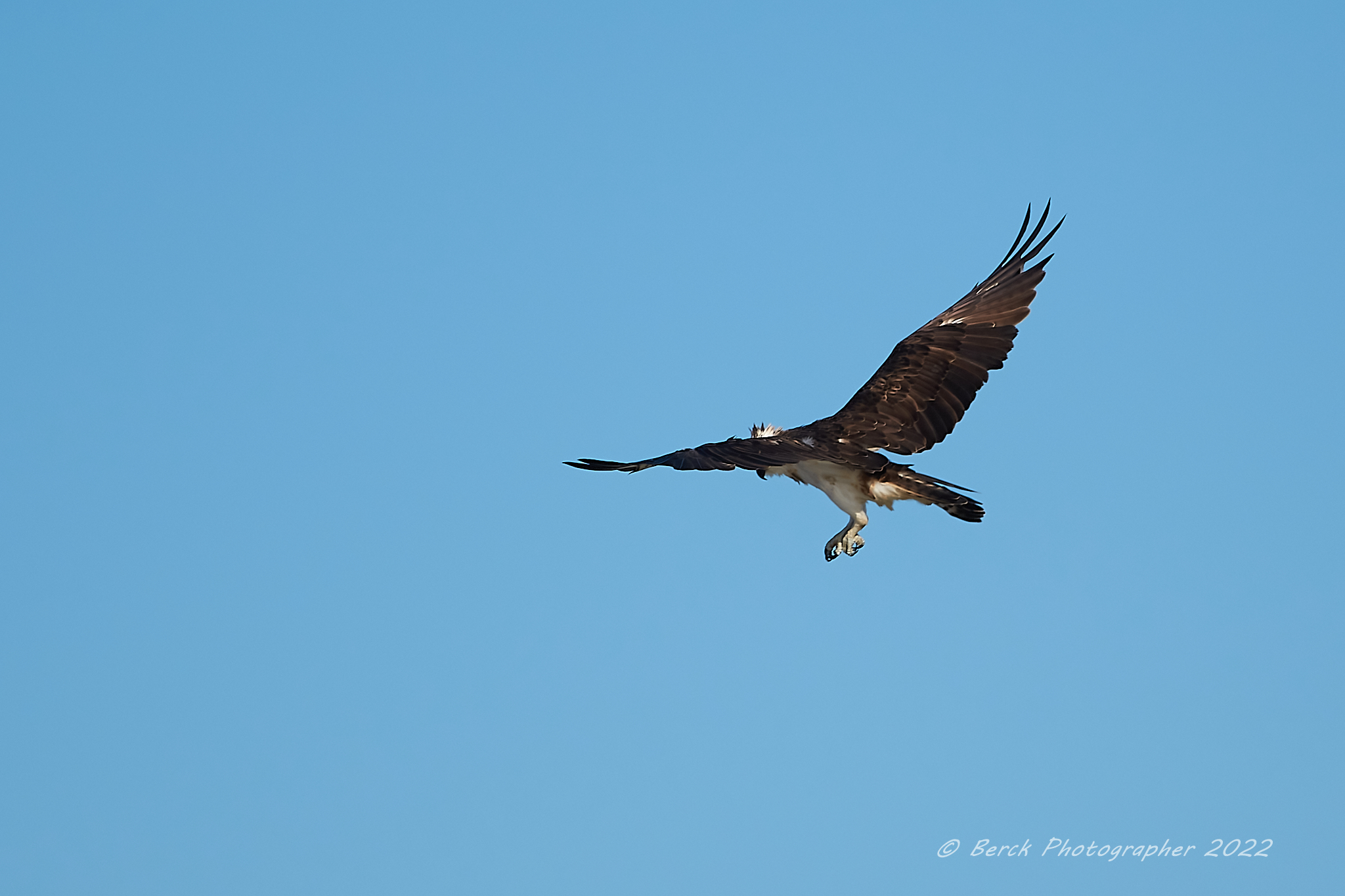 Osprey