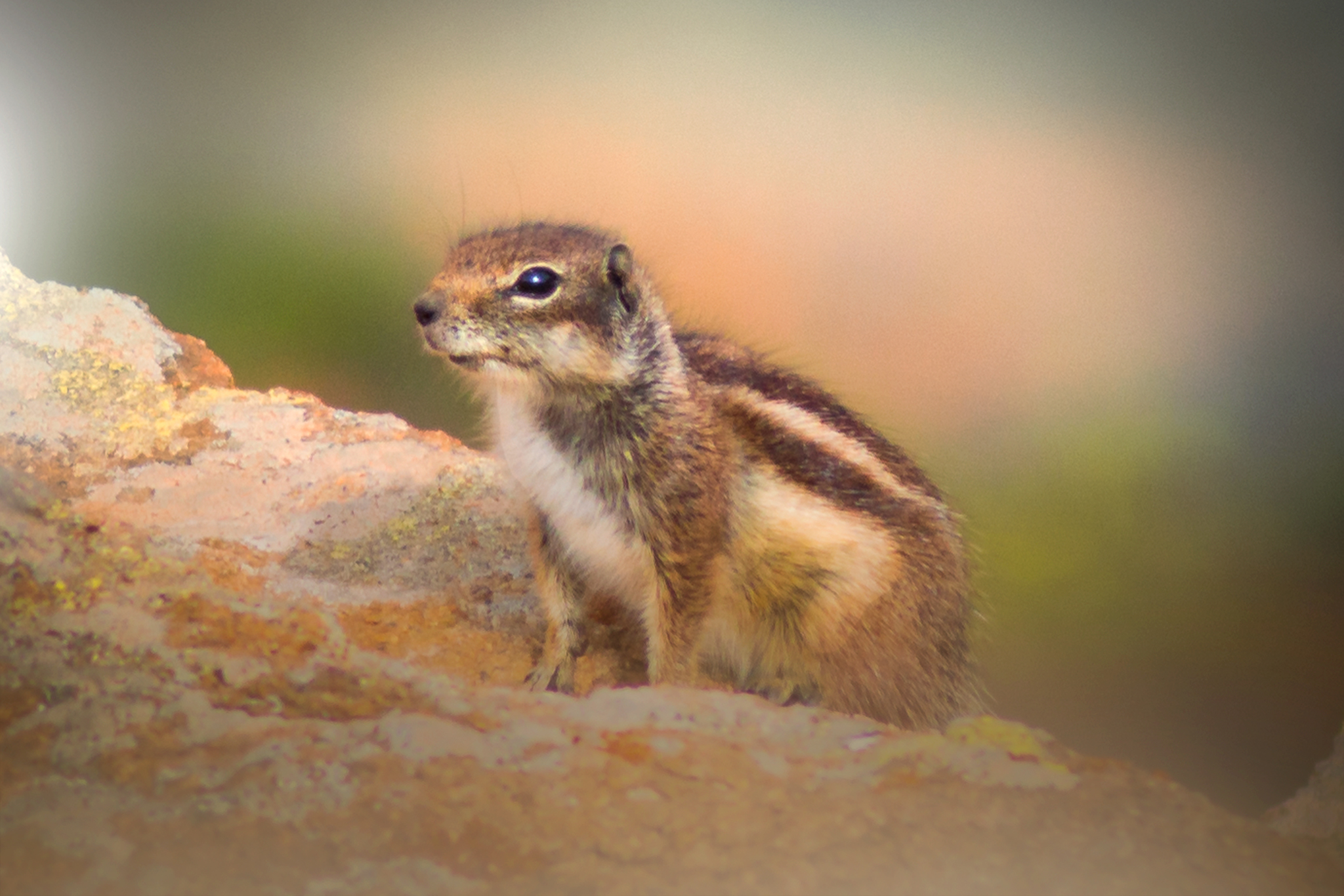 Atlantoxerus getulus ;)