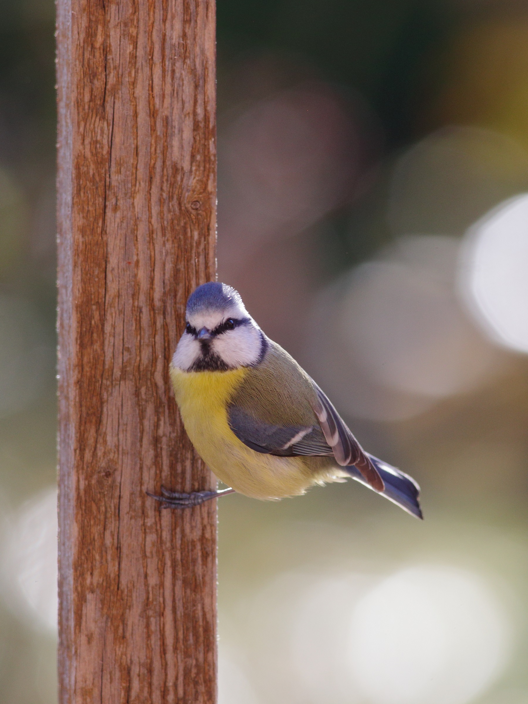 Parus caeruleus    cinciarella