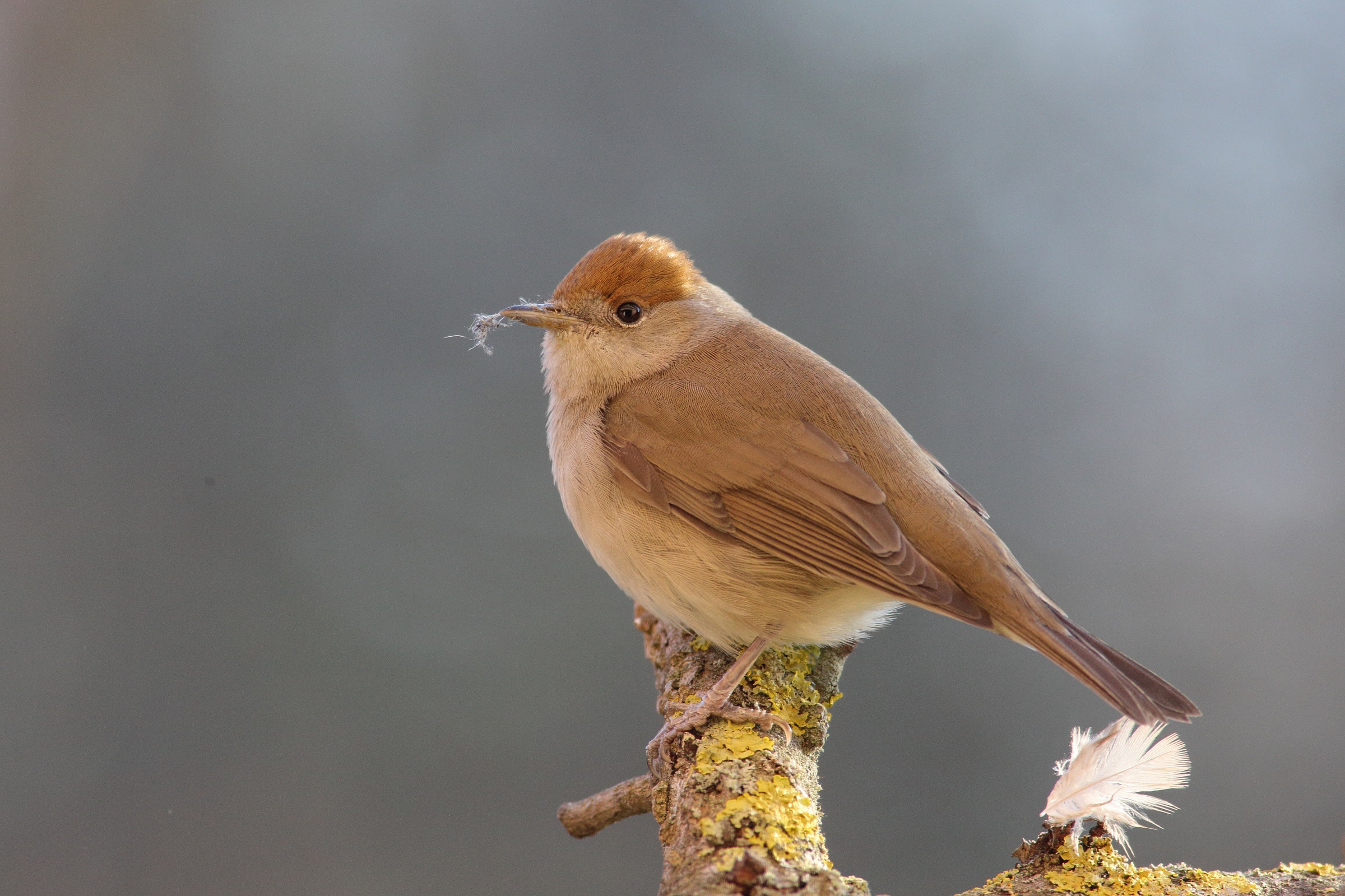 Sylvia atricapilla   o capinera