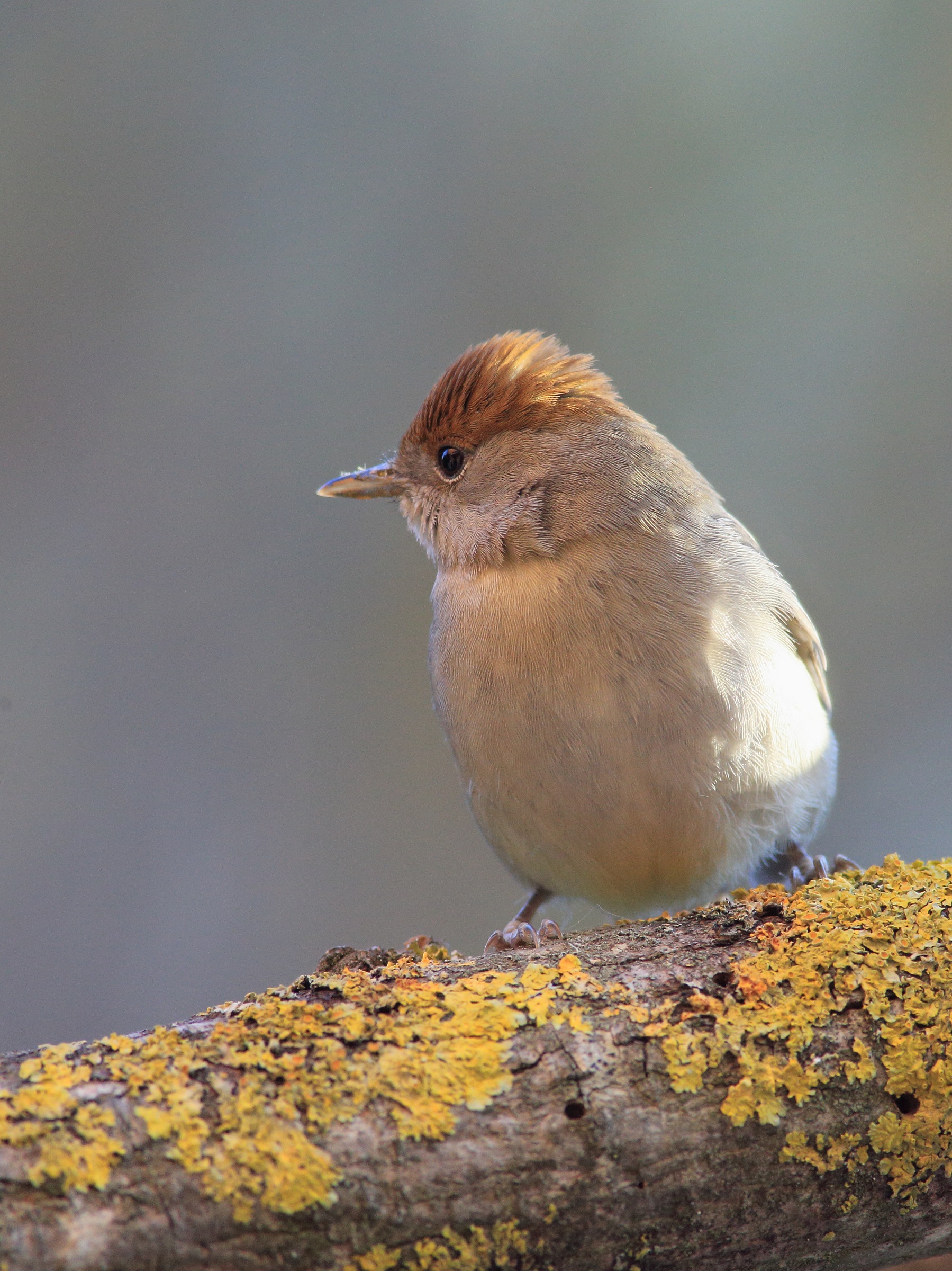 Sylvia atricapilla   o   capinera
