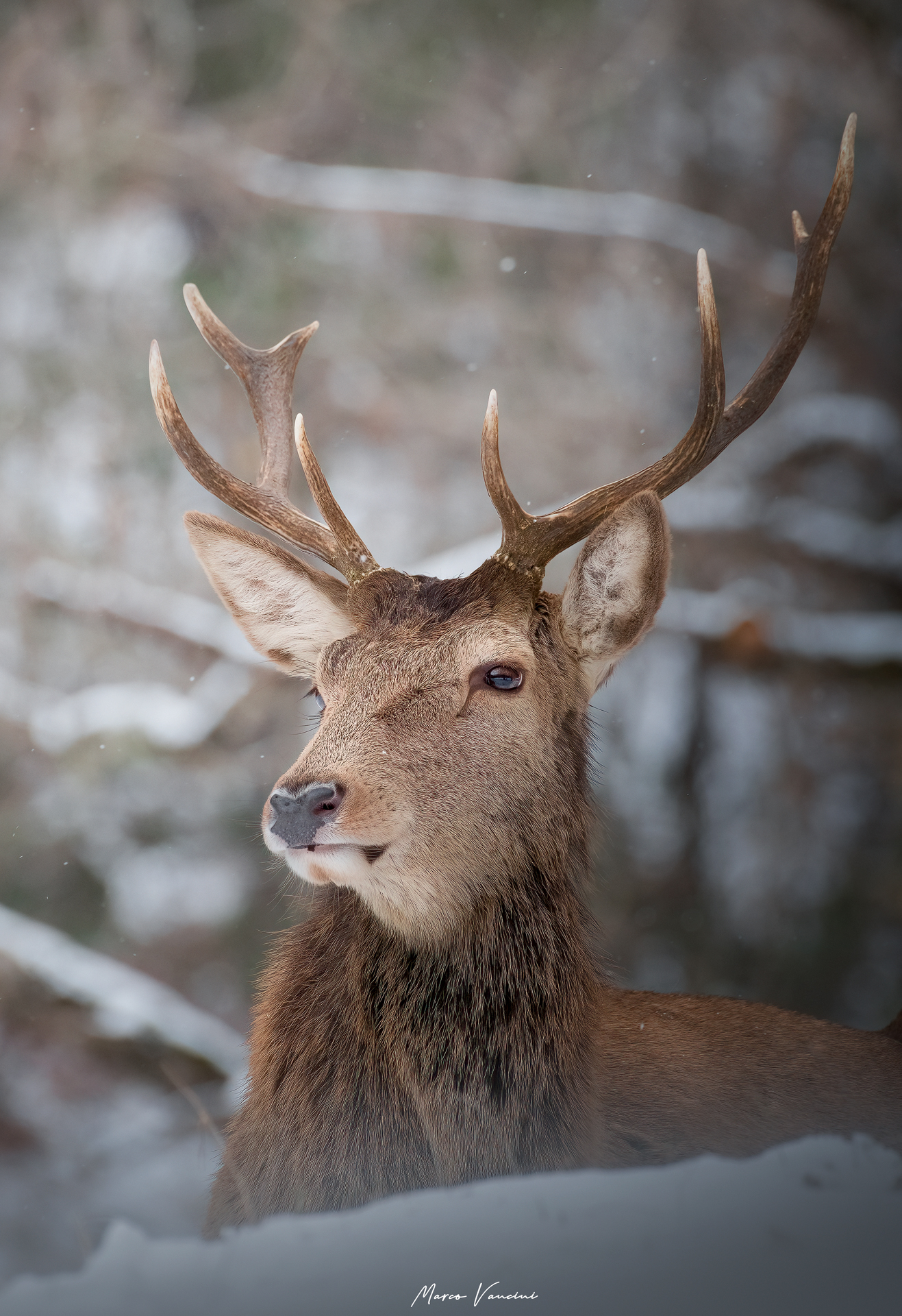 Il riposo del cervo nobile