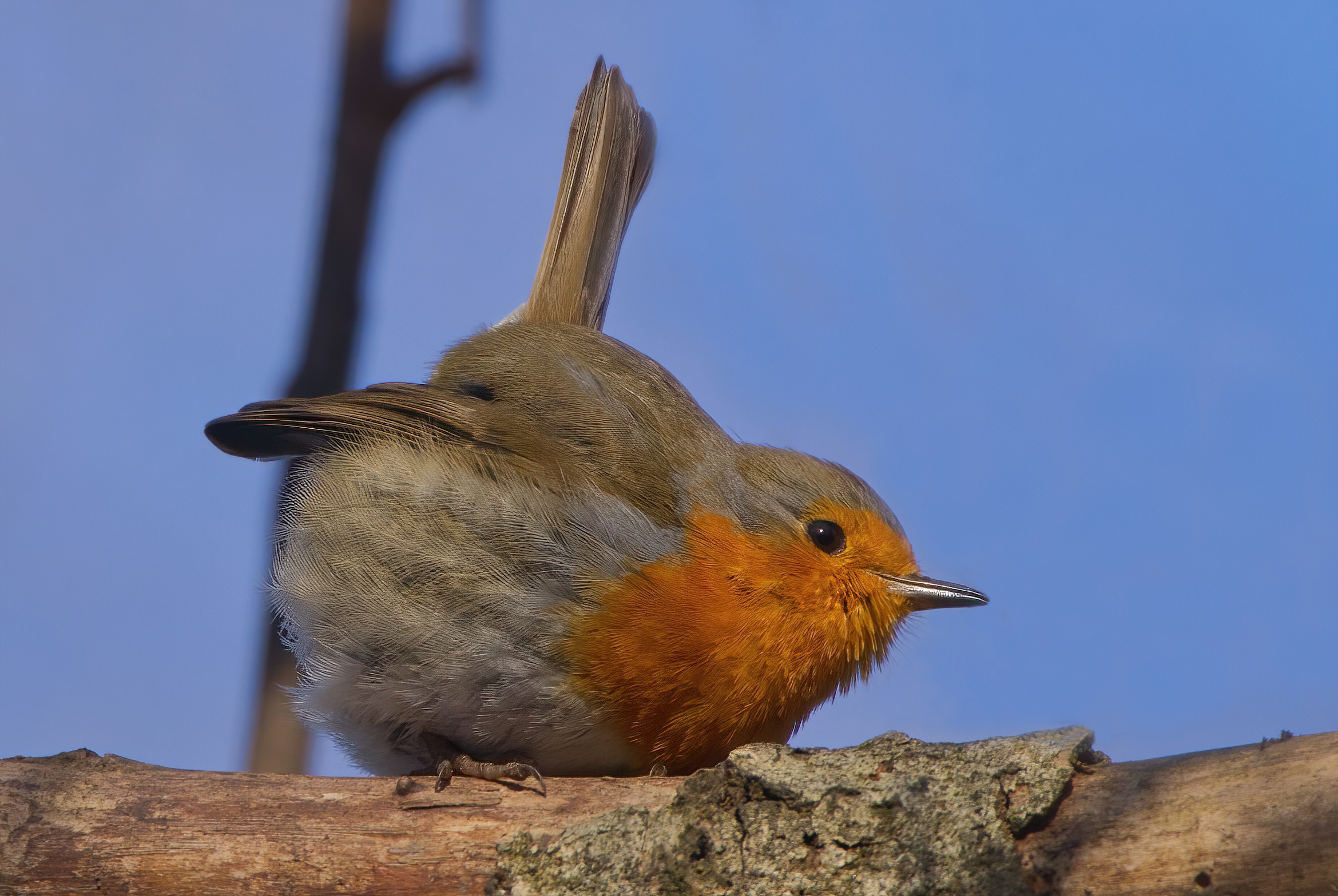 Mi piace imitare lo scricciolo
