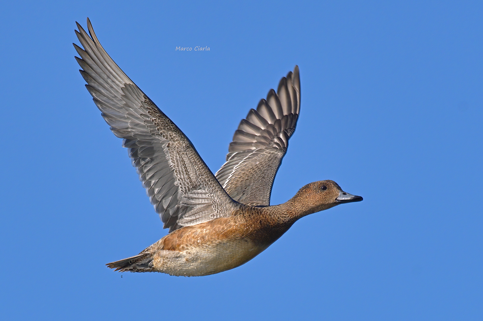 Fischione (Anas penelope )