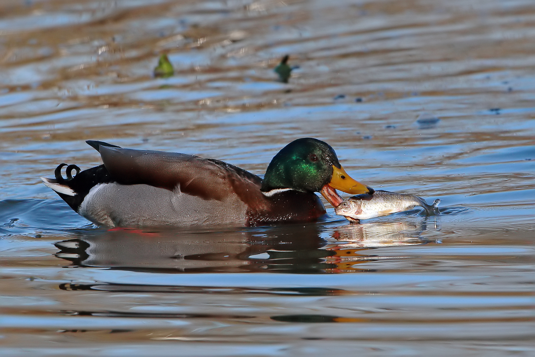 Germano pescatore...