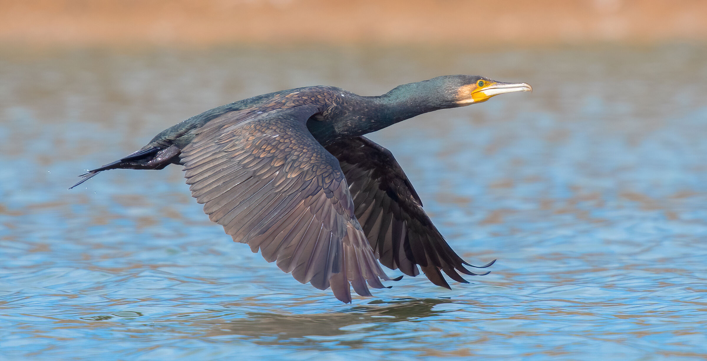 cormorano