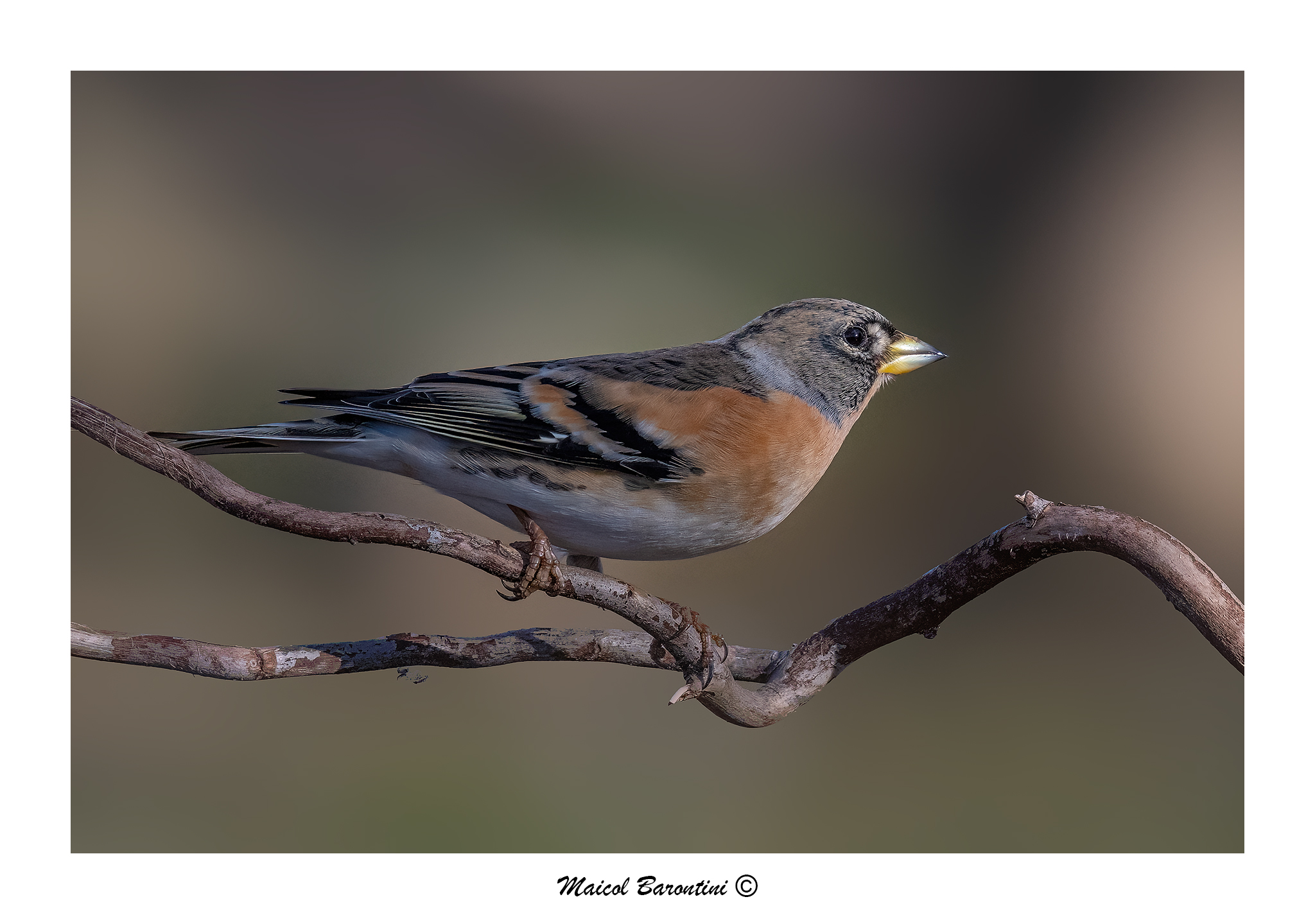 Brambling