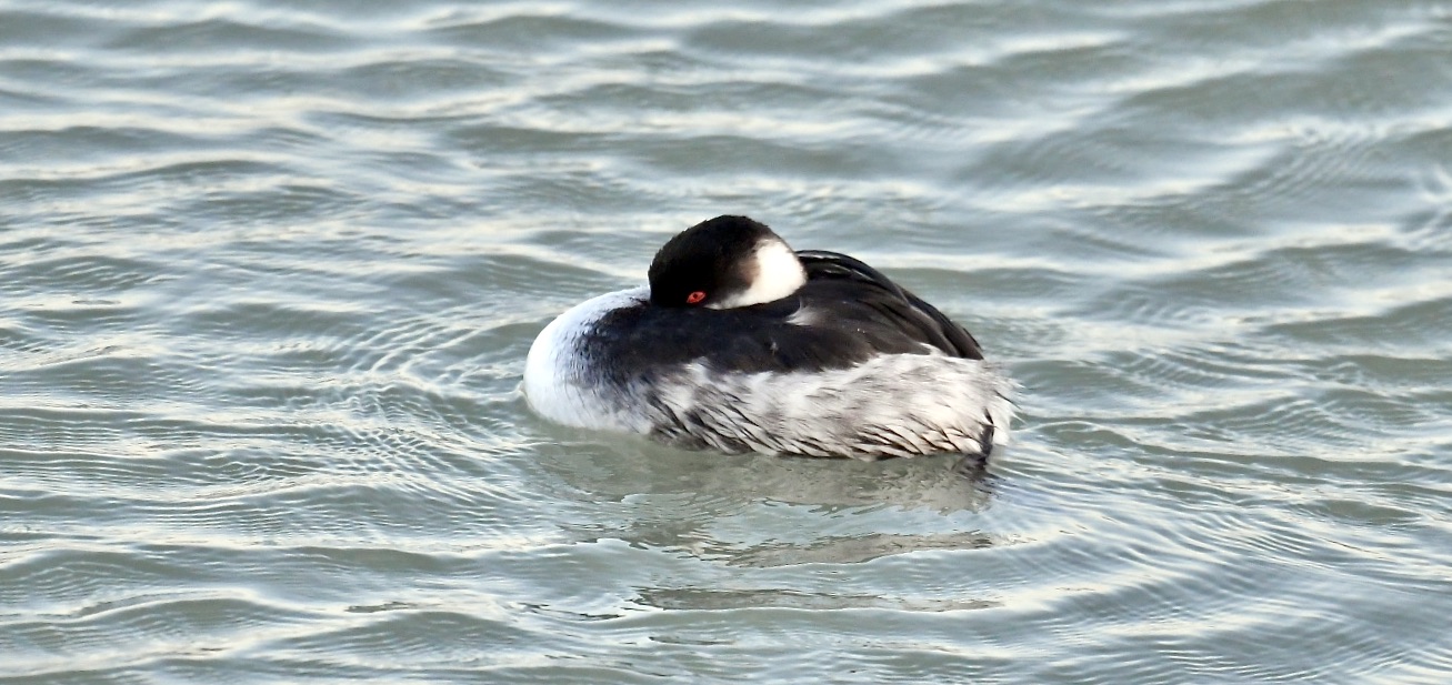 Lesser grebe 2