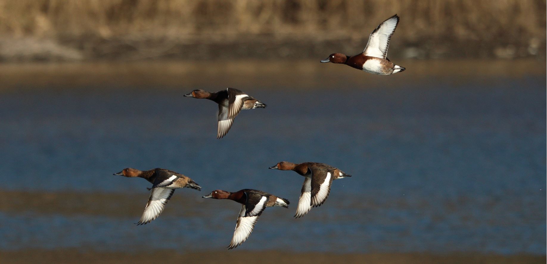 ferruginous duck
