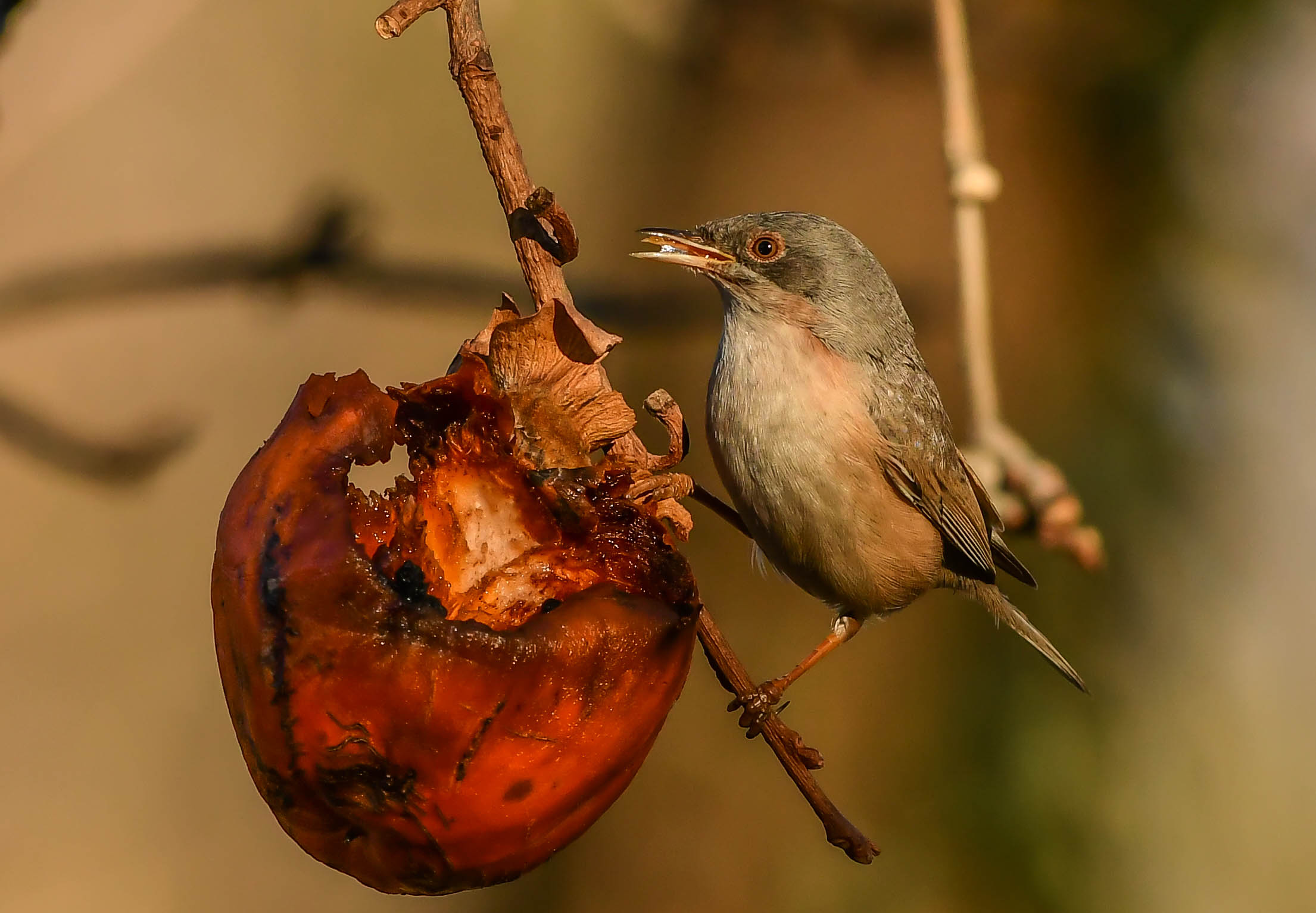 Sardinian warbler